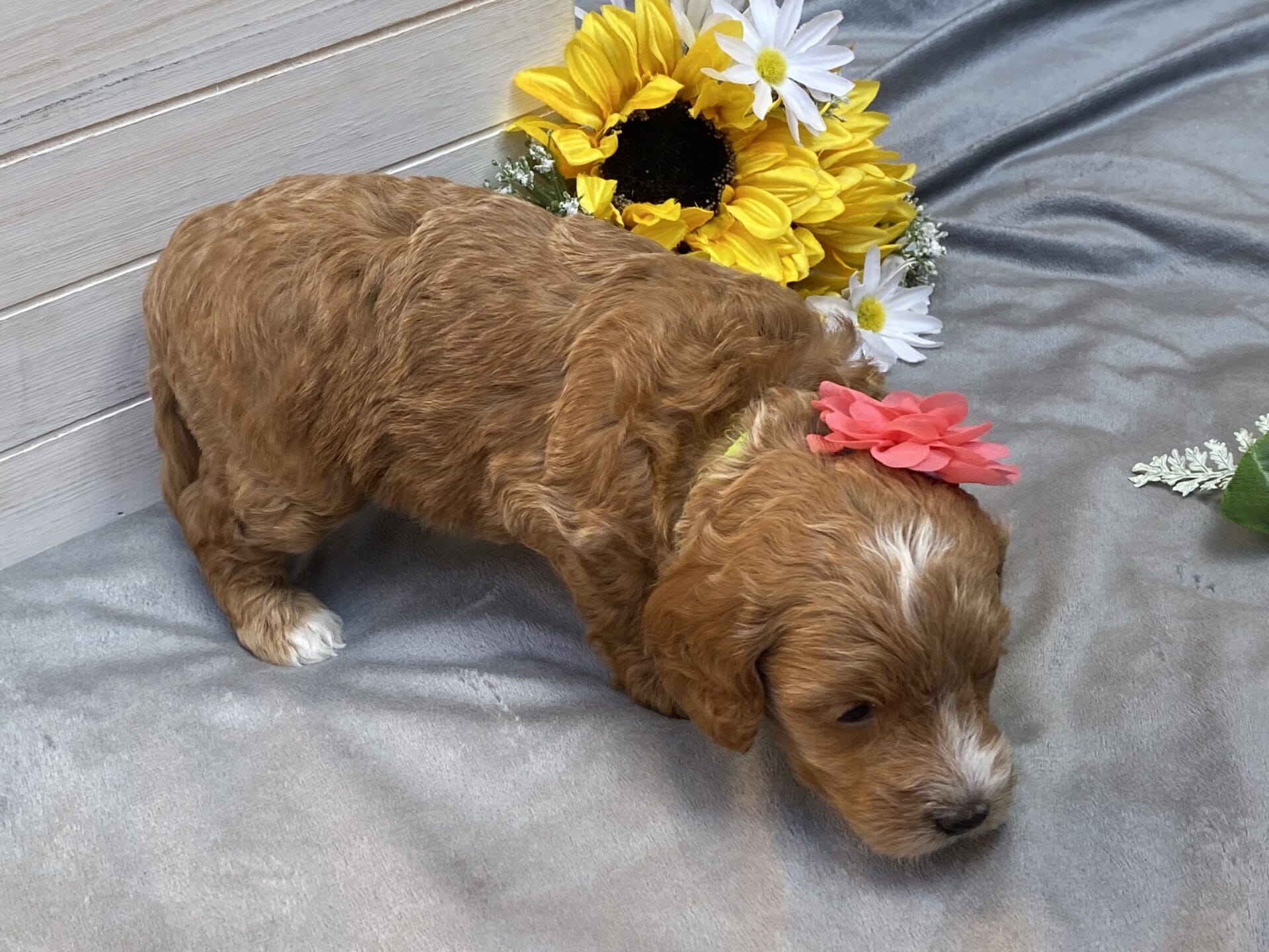 Kindle - Teacup Goldendoodle Girl - Image 20