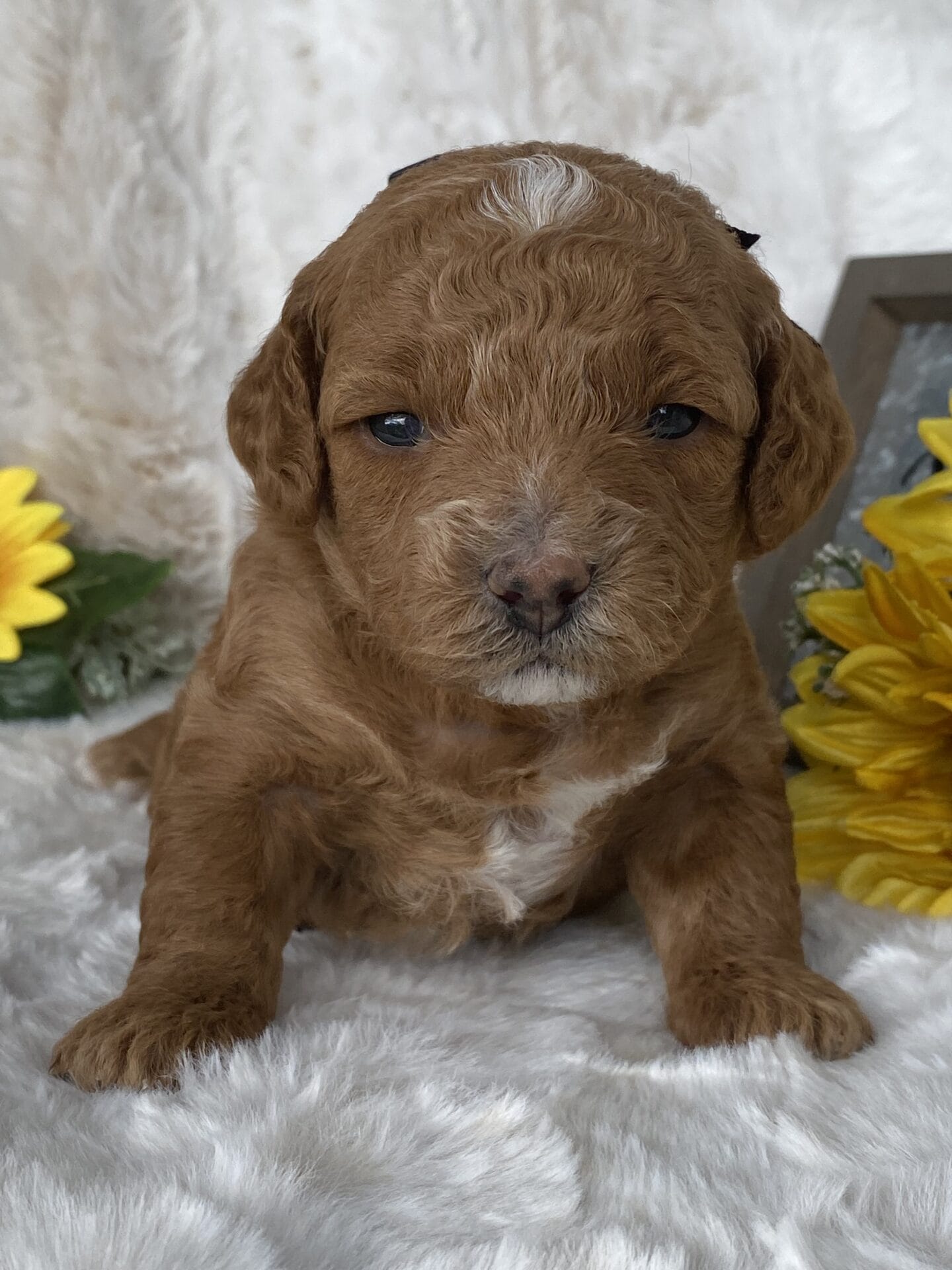 Lisa - Micro Goldendoodle Girl - Image 14