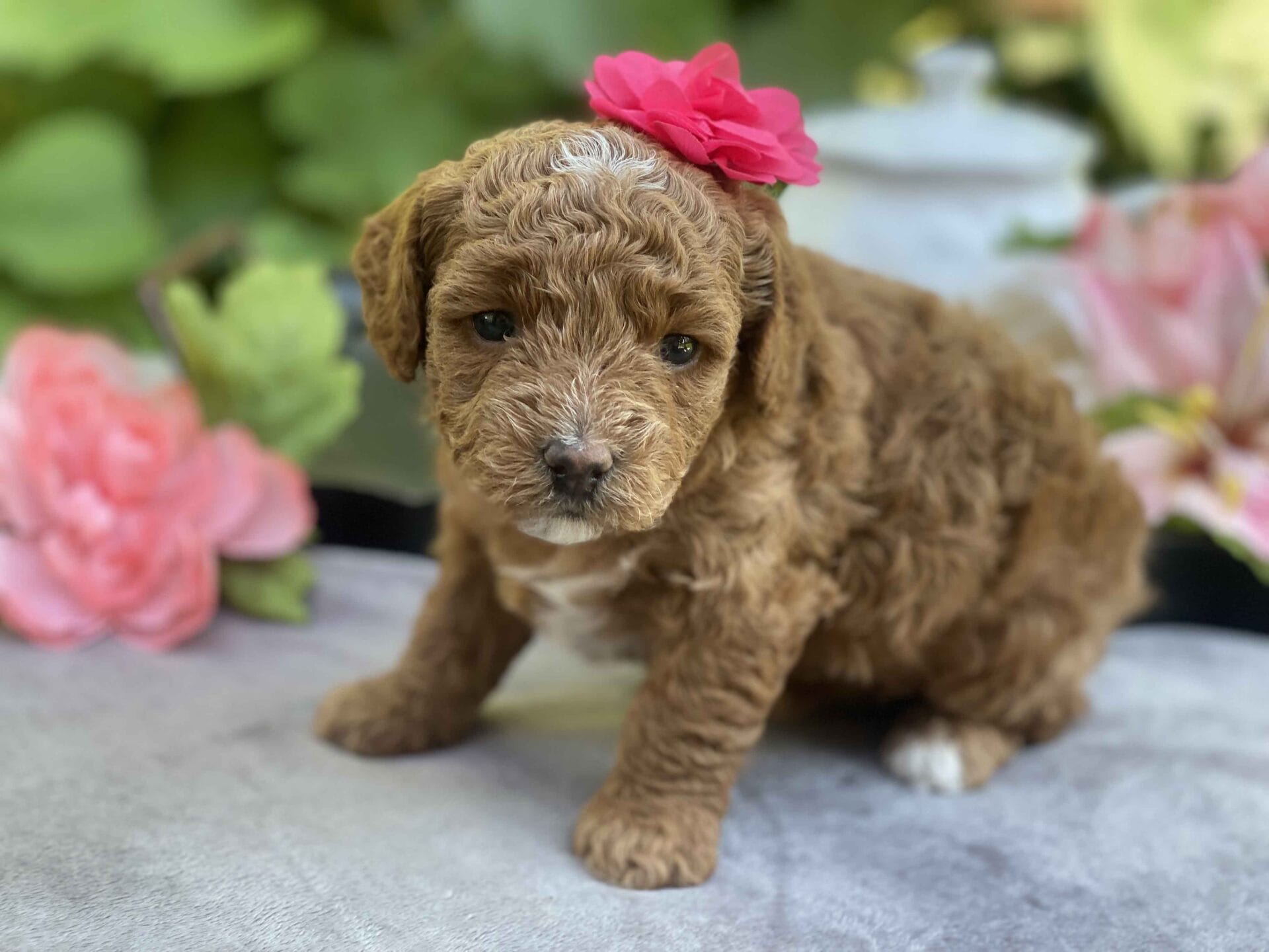 Lisa - Micro Goldendoodle Girl - Image 19