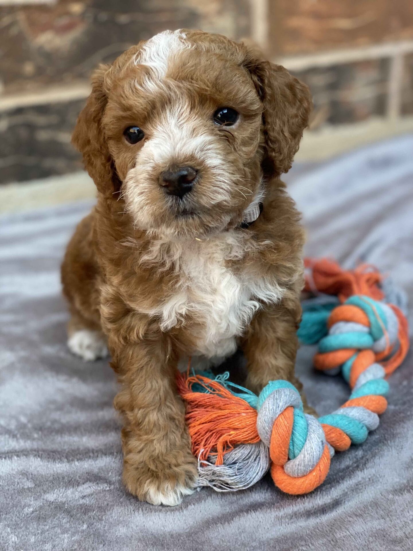 Smolder - Teacup Goldendoodle Boy - Image 30