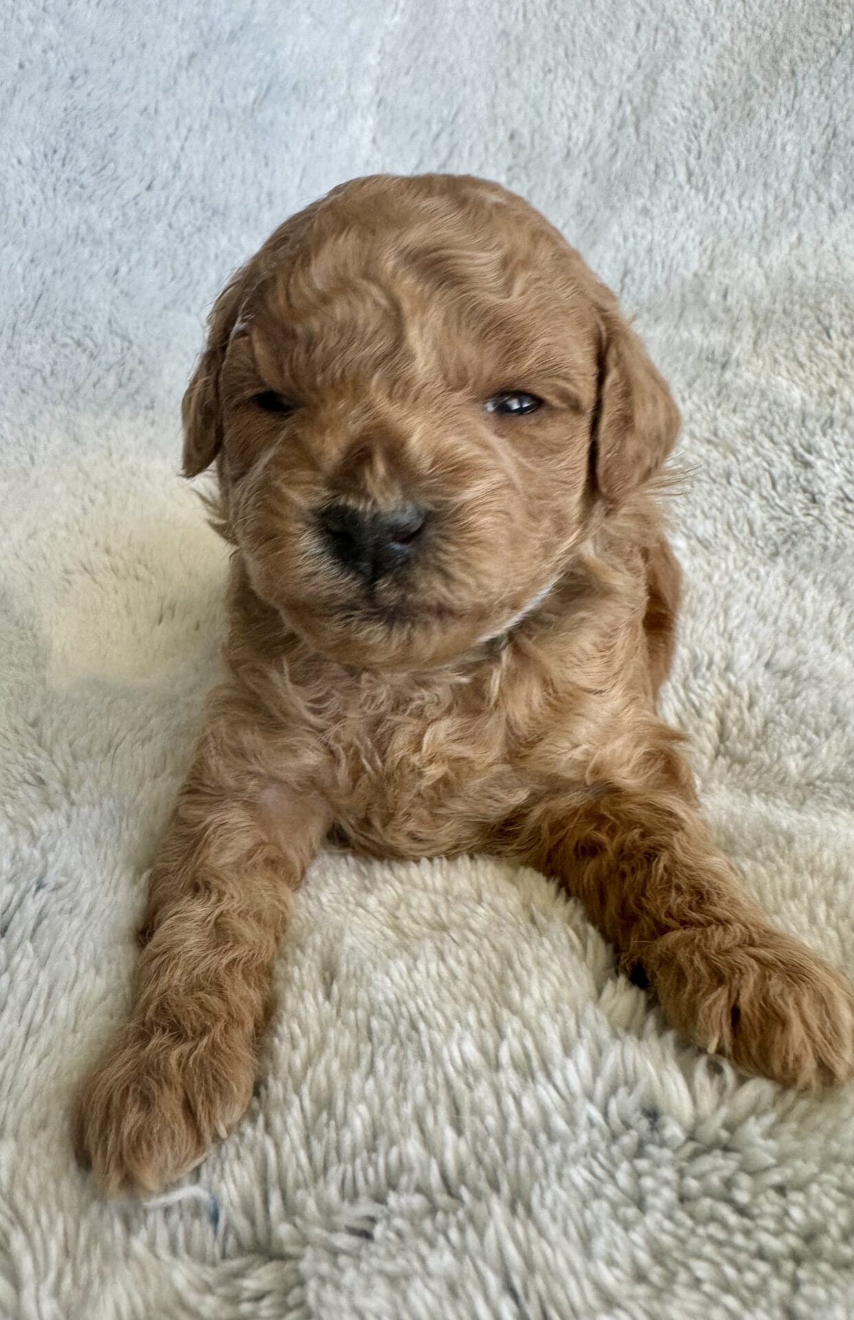 Latte - Micro Goldendoodle Girl - Image 5