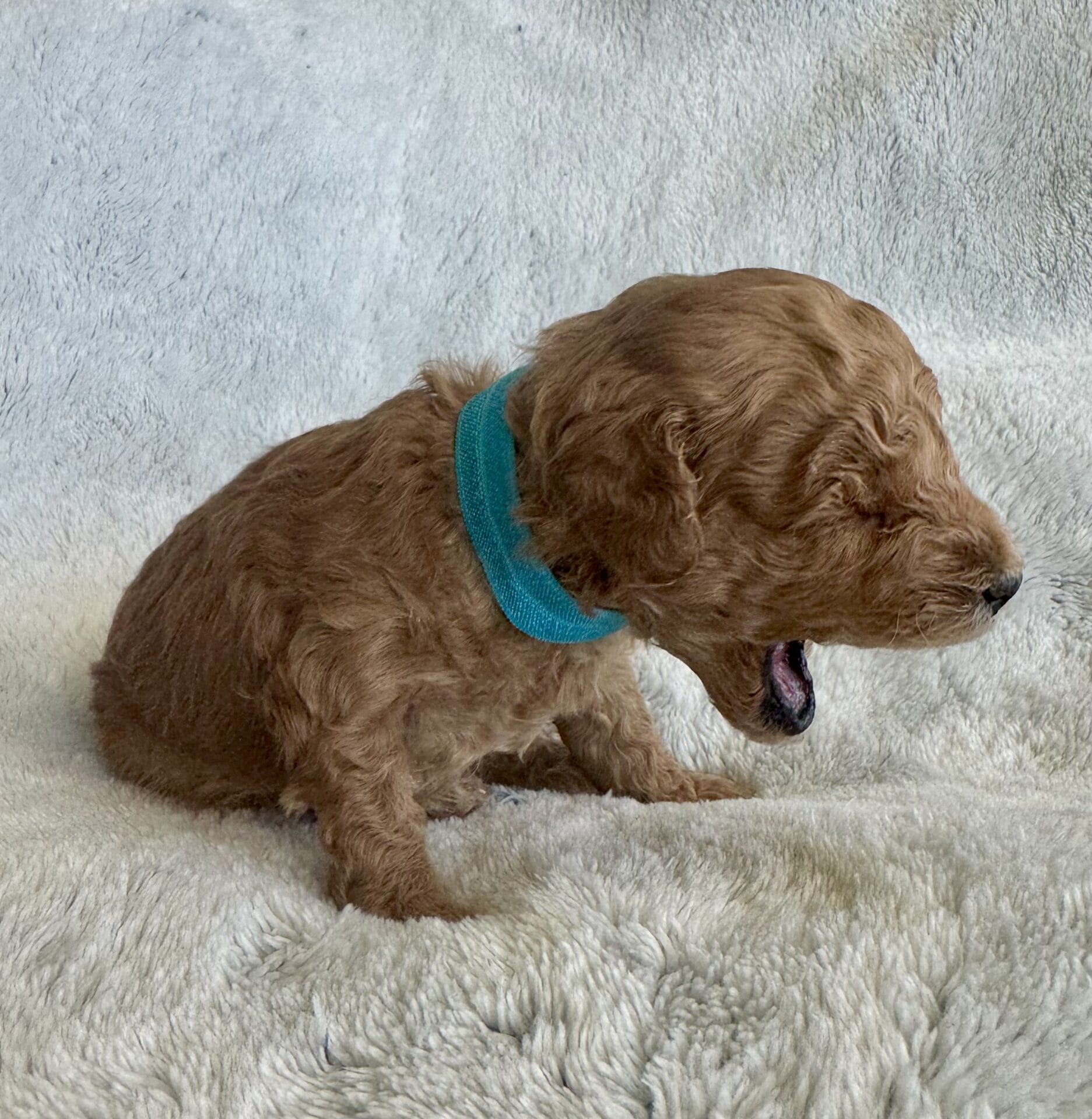 Latte - Micro Goldendoodle Girl - Image 4