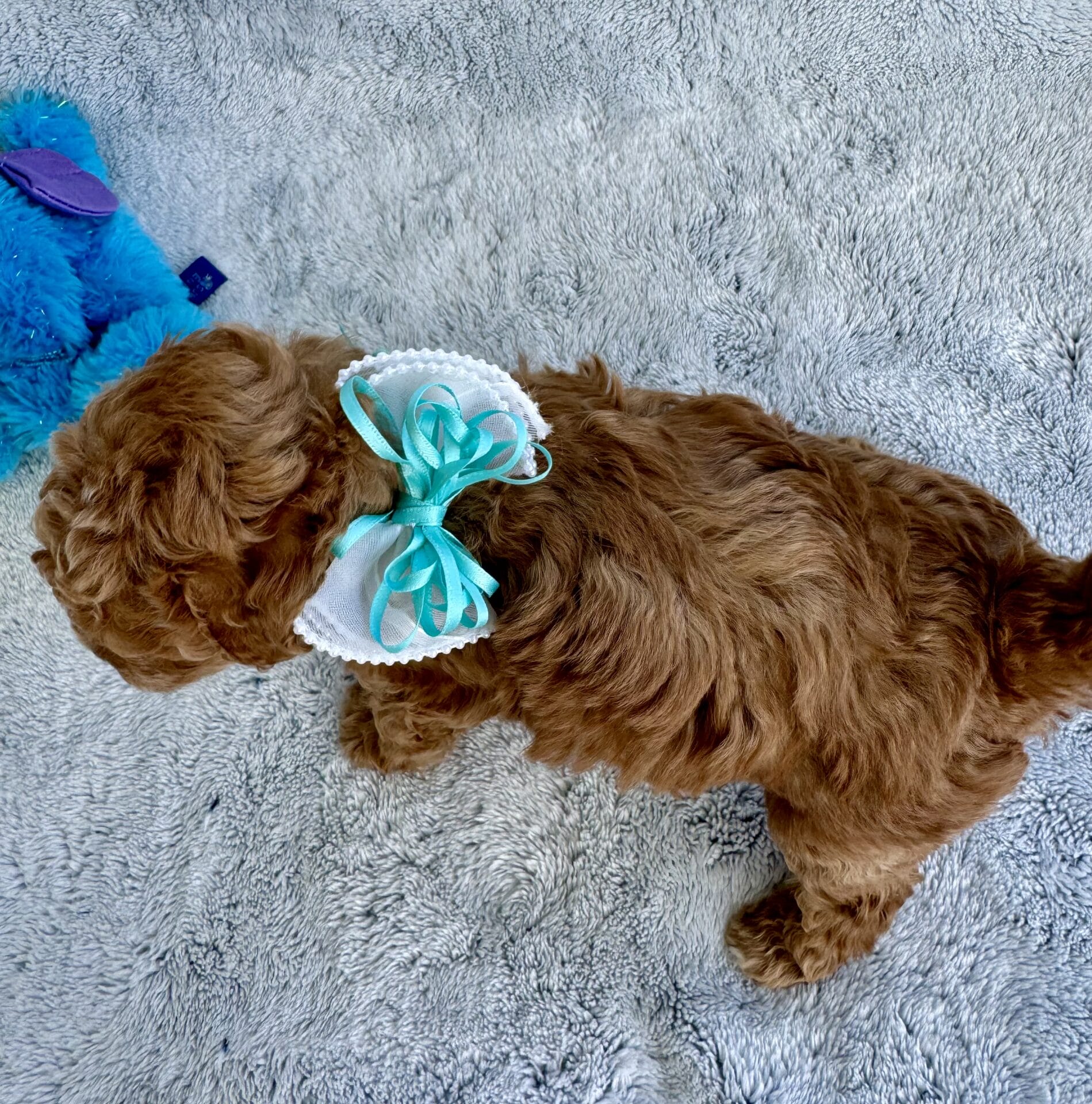 Latte - Micro Goldendoodle Girl - Image 15