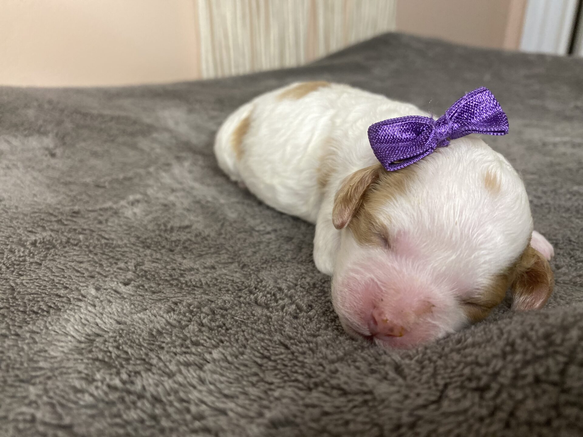 Oakley - Micro Cavapoo Girl - Image 3
