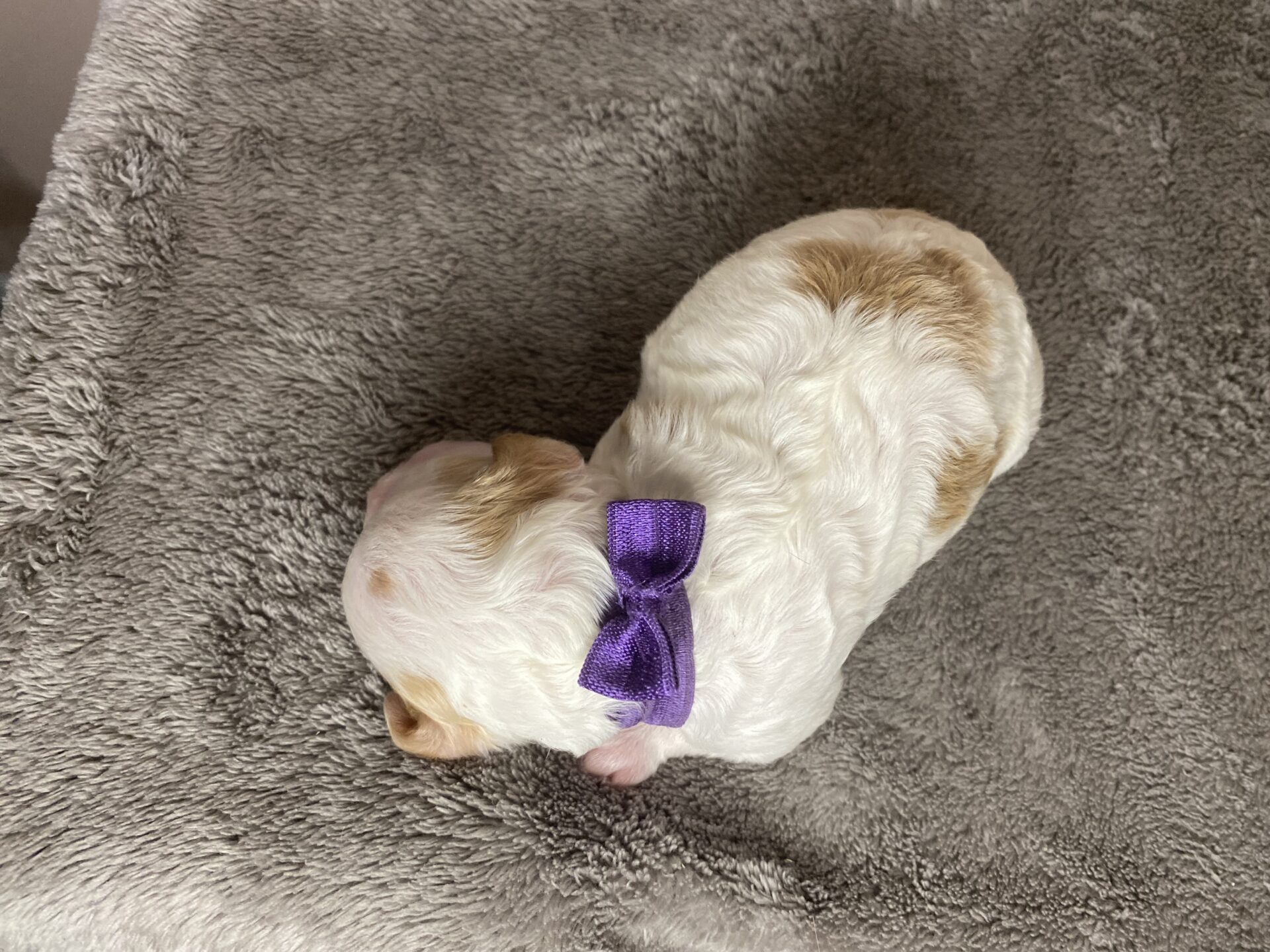 Oakley - Micro Cavapoo Girl - Image 2