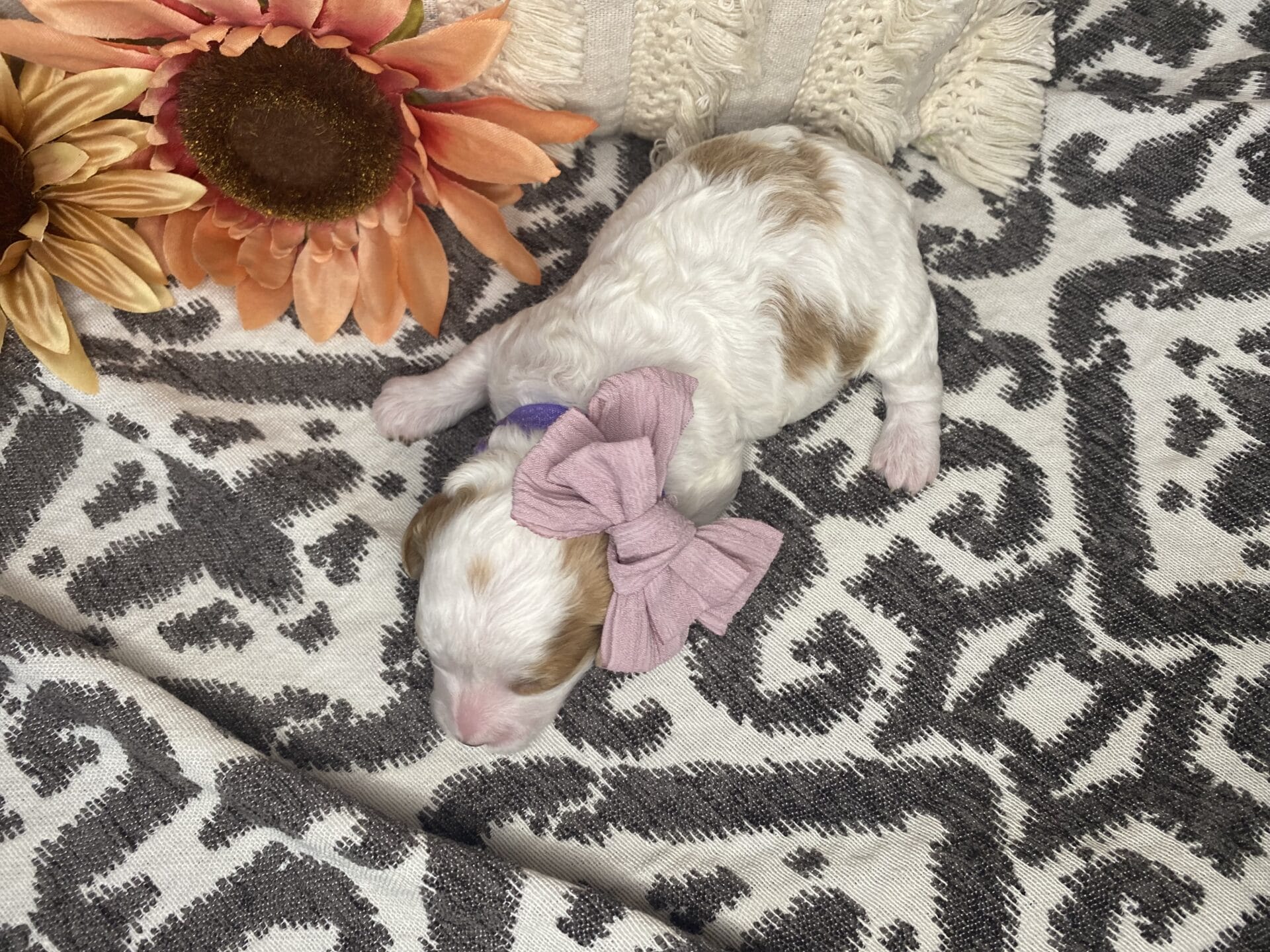 Oakley - Micro Cavapoo Girl - Image 6