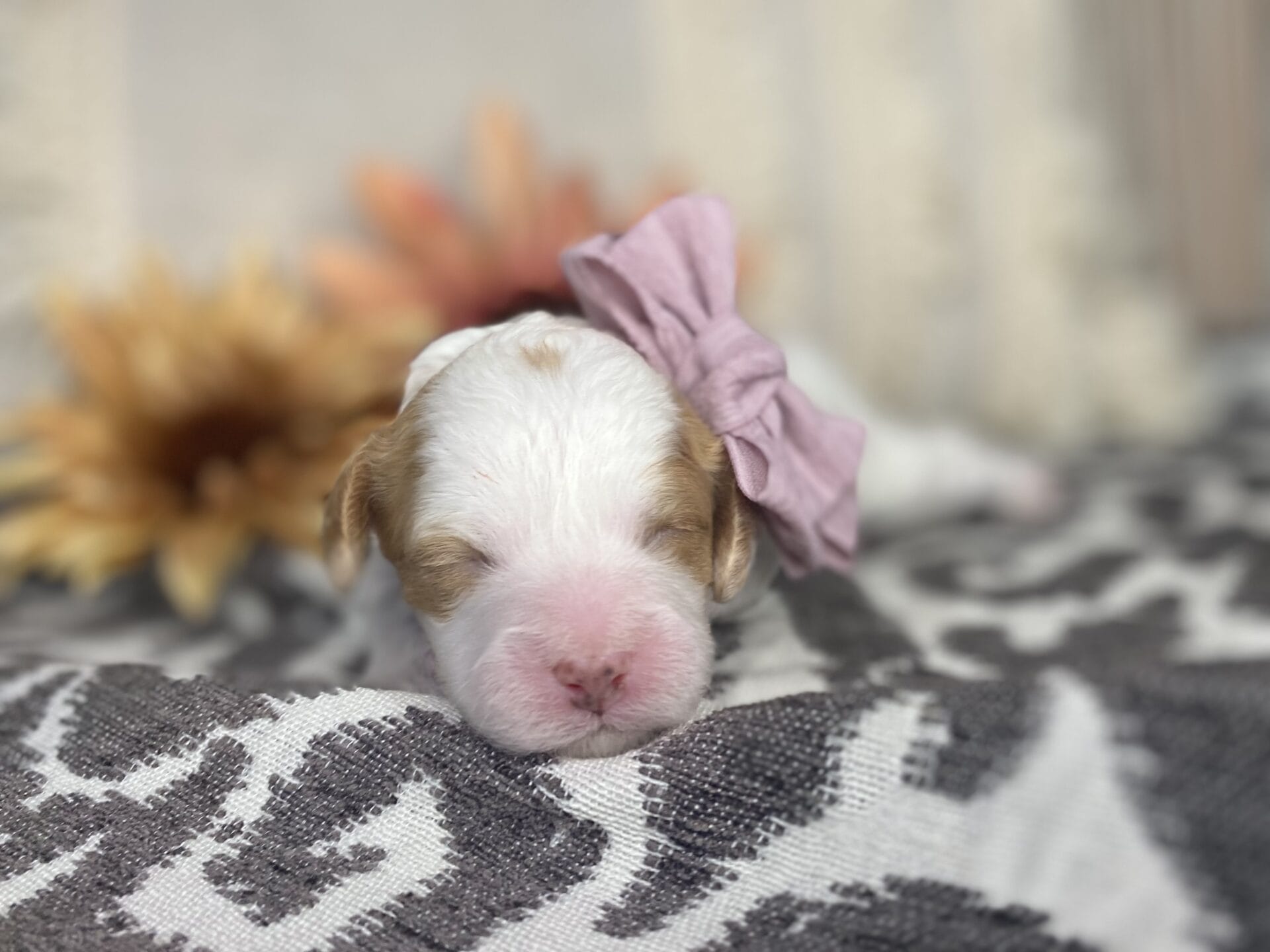 Oakley - Micro Cavapoo Girl - Image 5