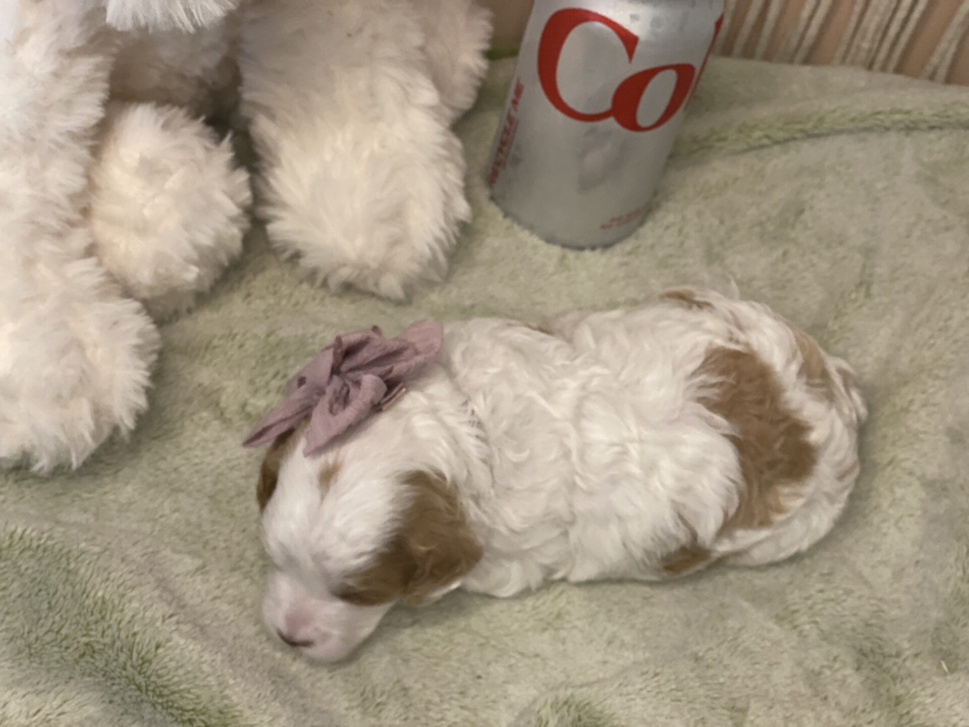 Oakley - Micro Cavapoo Girl - Image 12