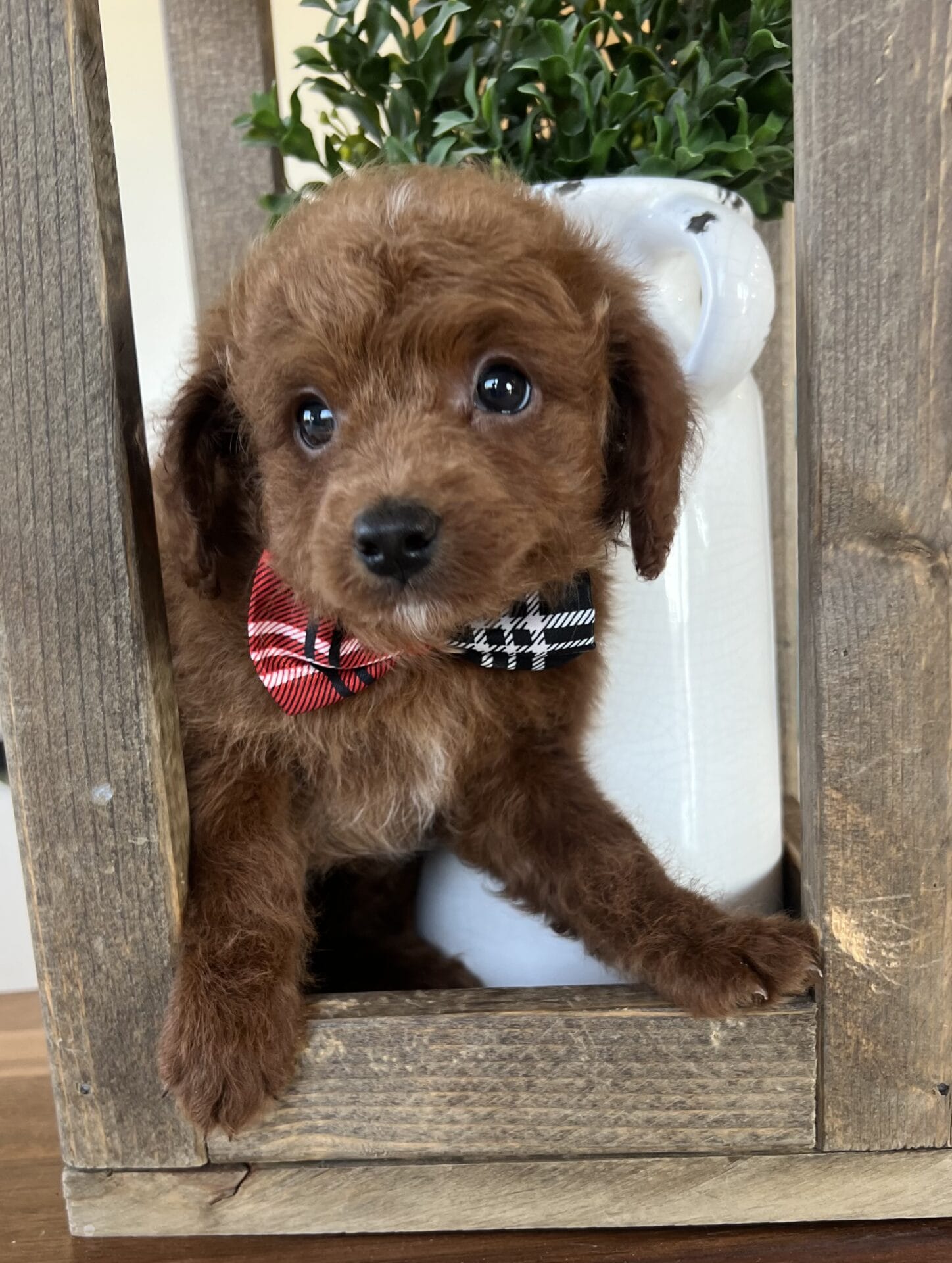 Fred - Teacup Goldendoodle Boy - Image 9