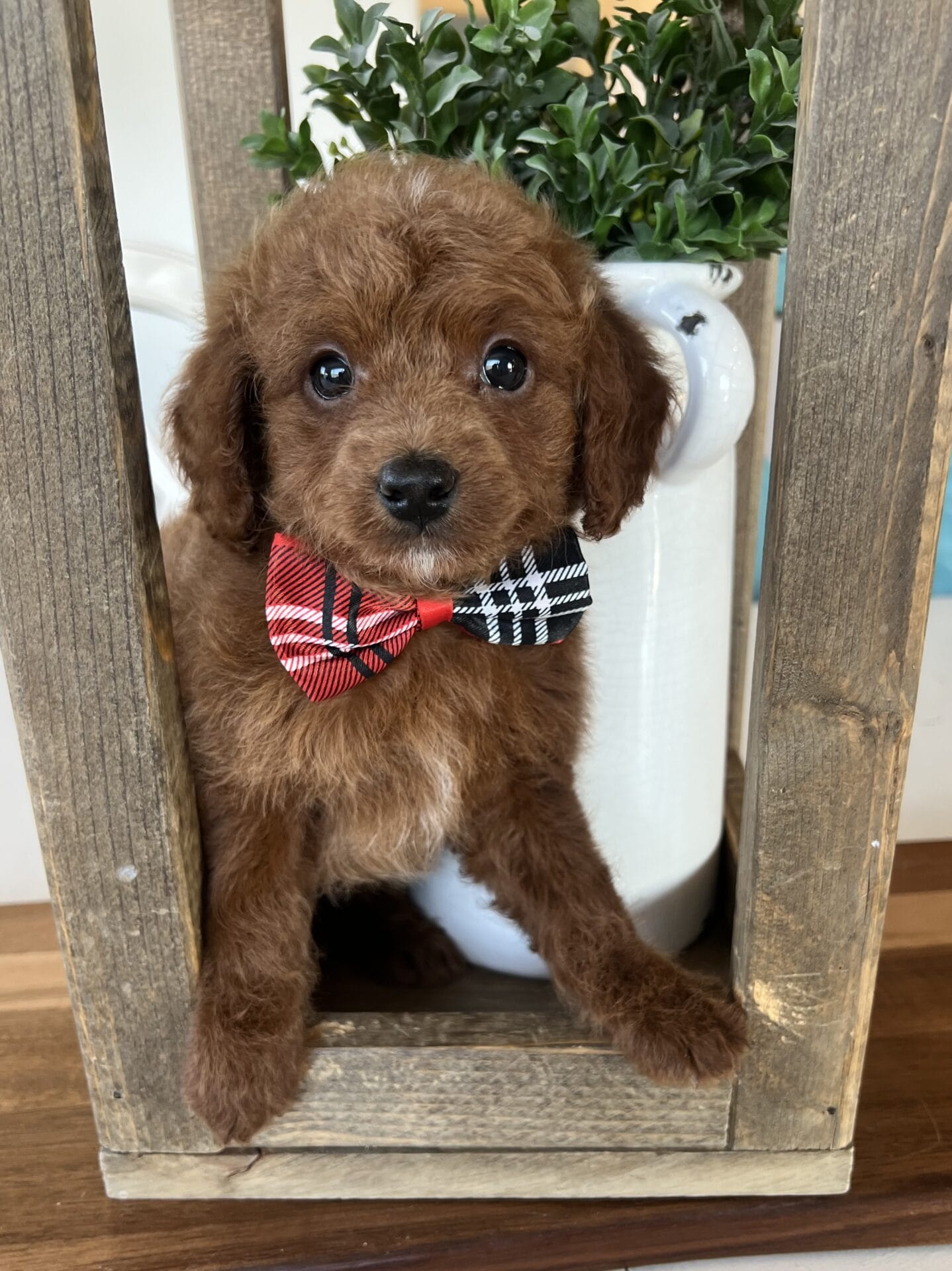 Fred - Teacup Goldendoodle Boy - Image 10