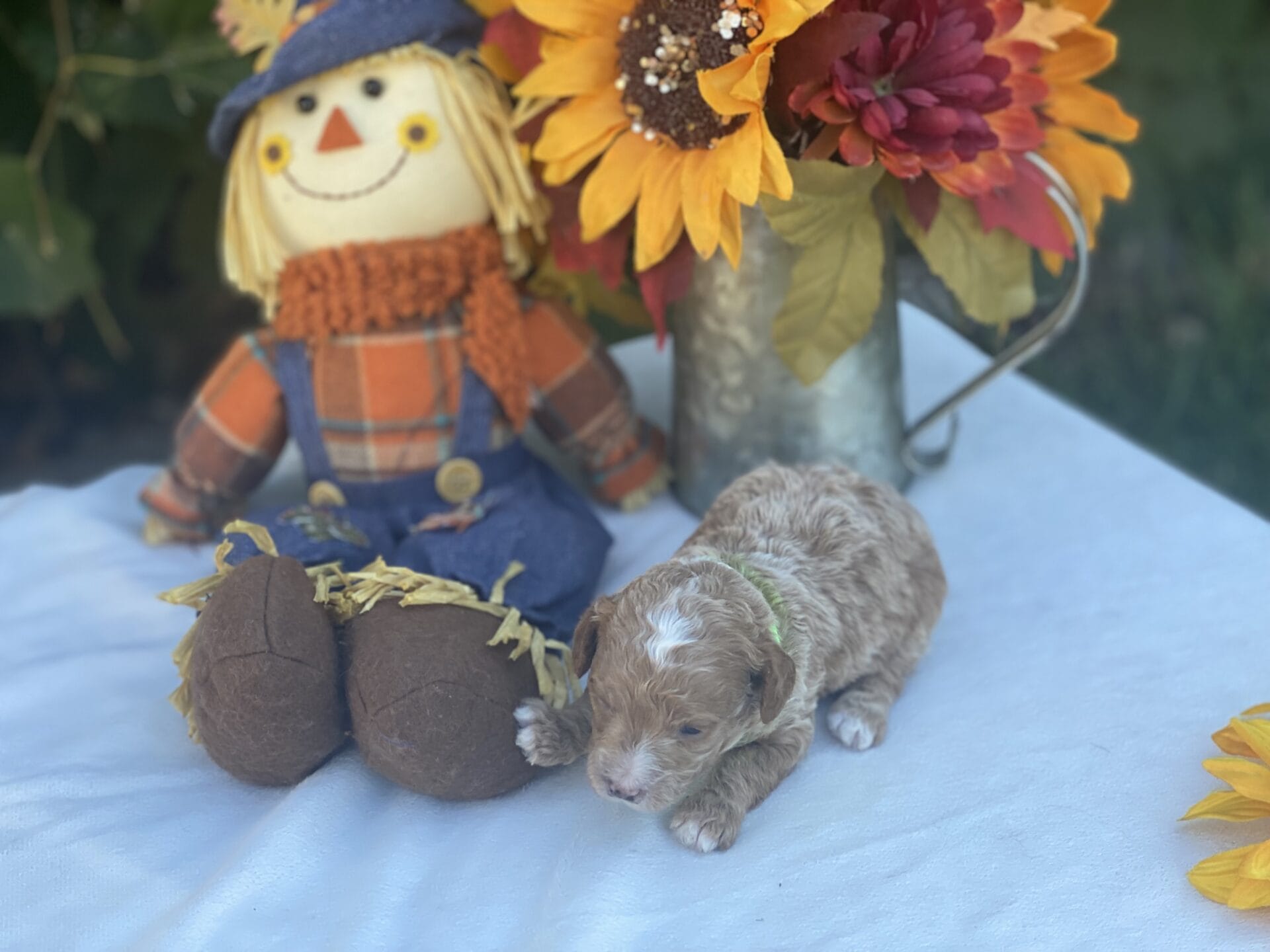 Beetlejuice - Micro Goldendoodle Boy - Image 7