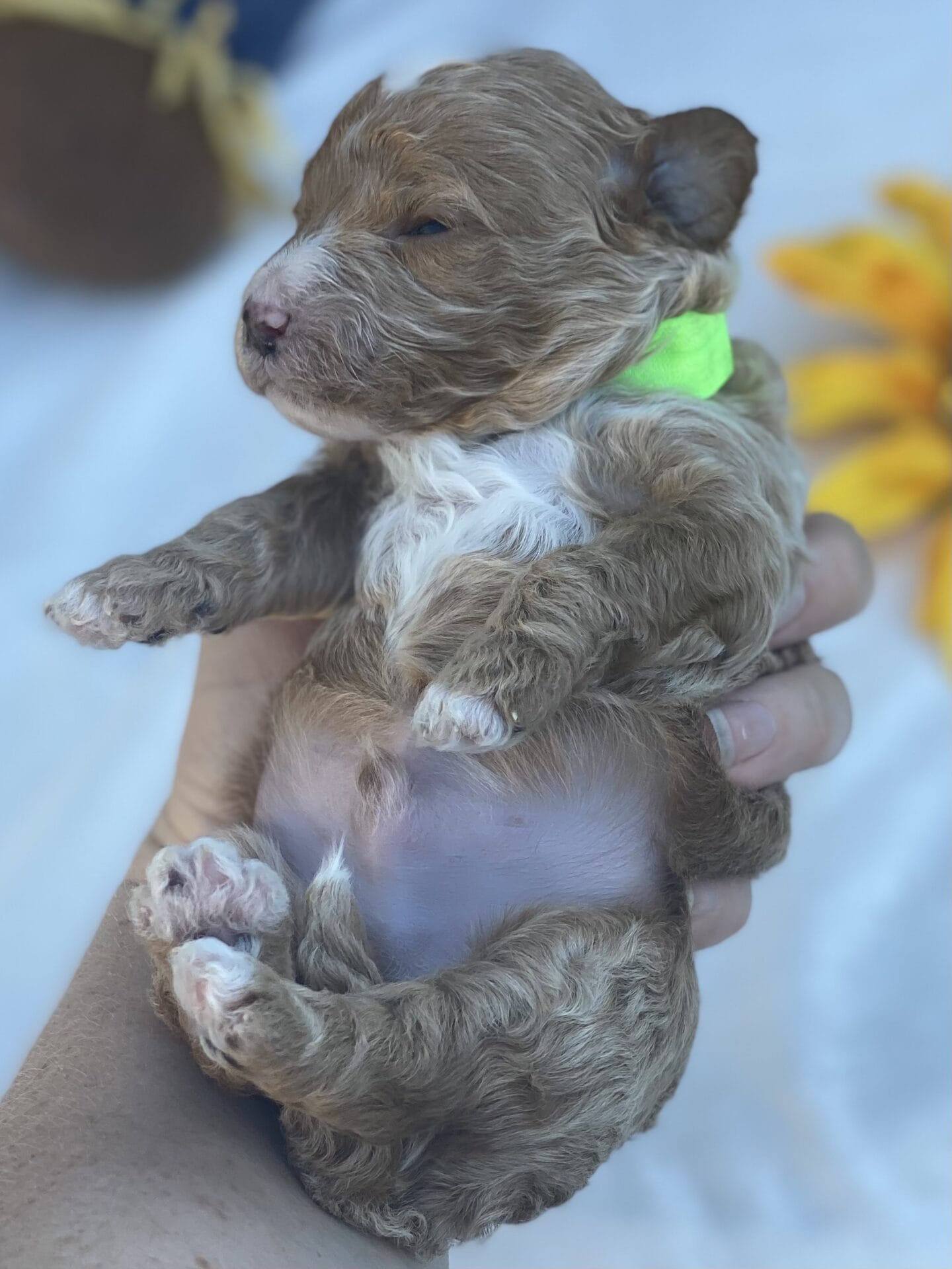 Beetlejuice - Micro Goldendoodle Boy - Image 5