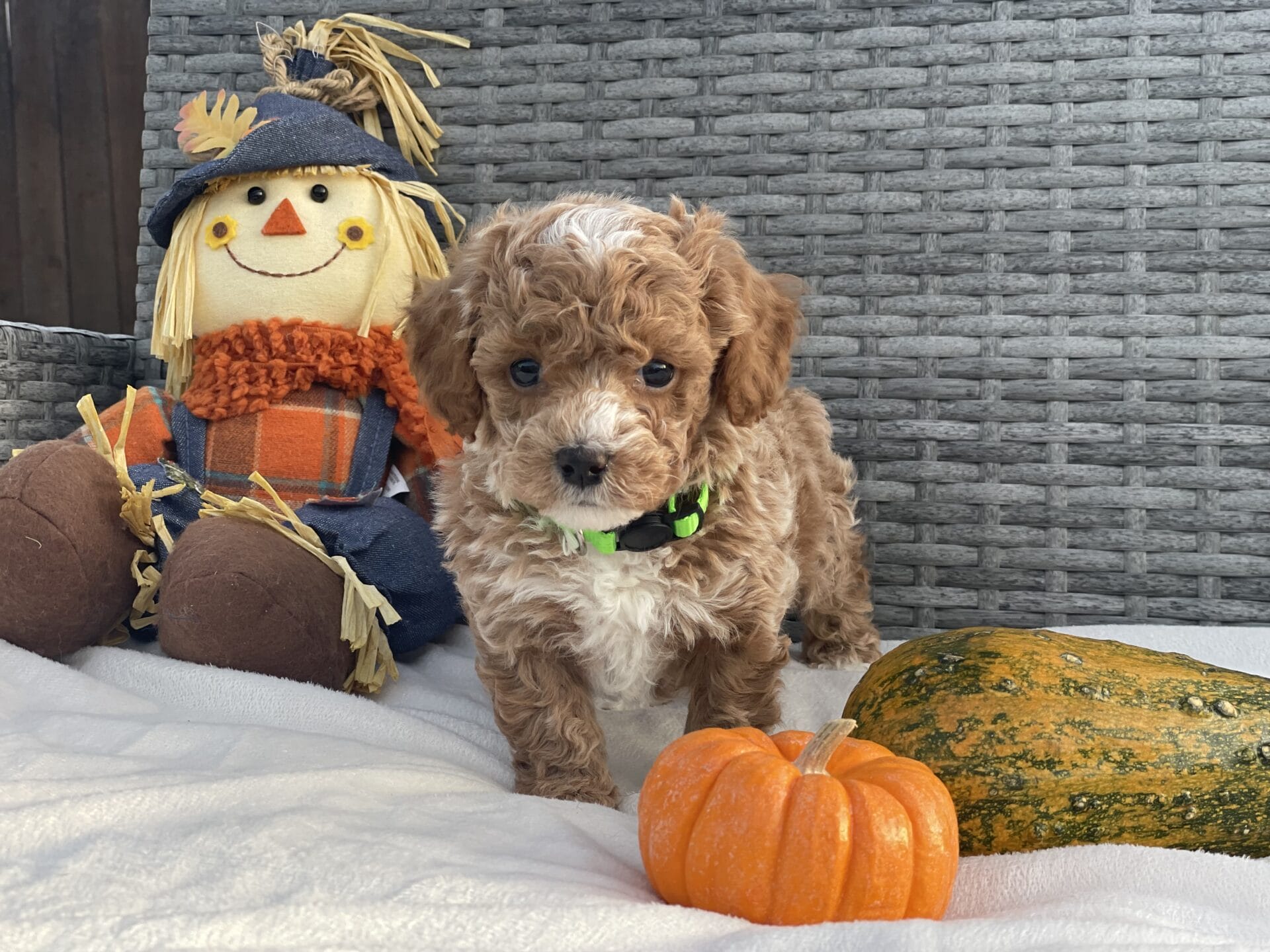 Beetlejuice - Micro Goldendoodle Boy