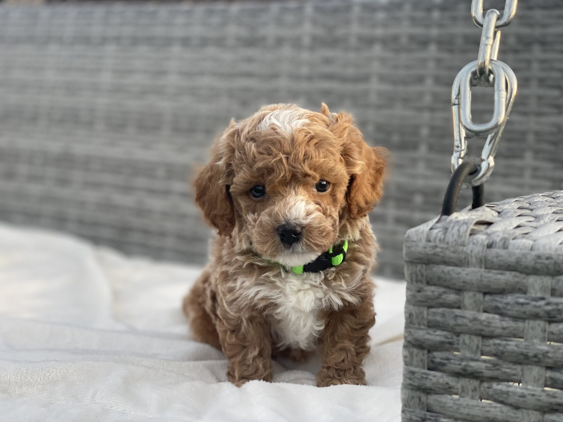 Beetlejuice - Micro Goldendoodle Boy - Image 19