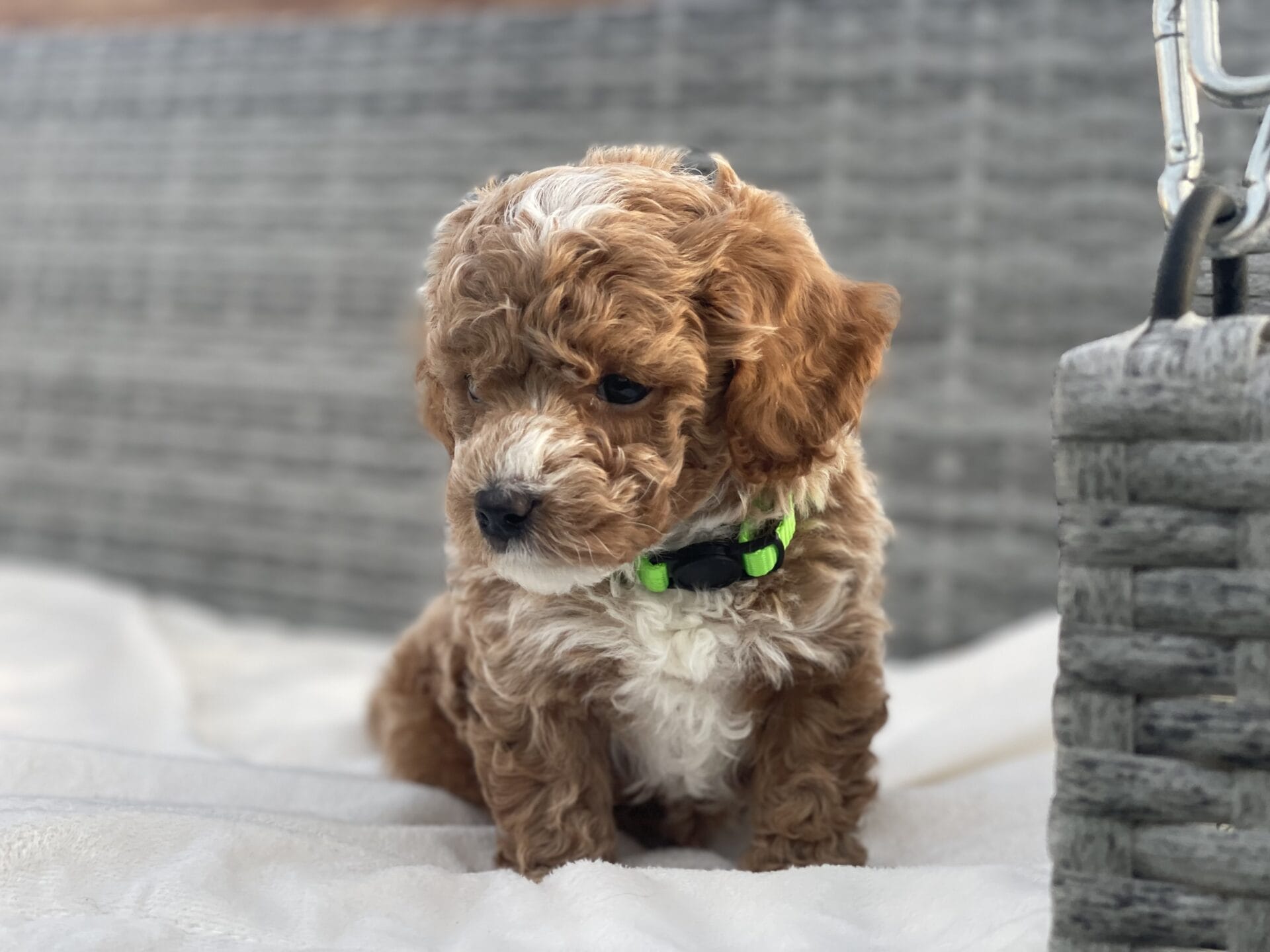 Beetlejuice - Micro Goldendoodle Boy - Image 18