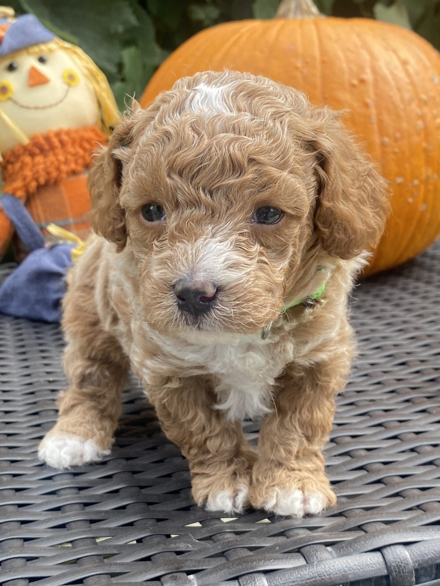 Beetlejuice - Micro Goldendoodle Boy - Image 9