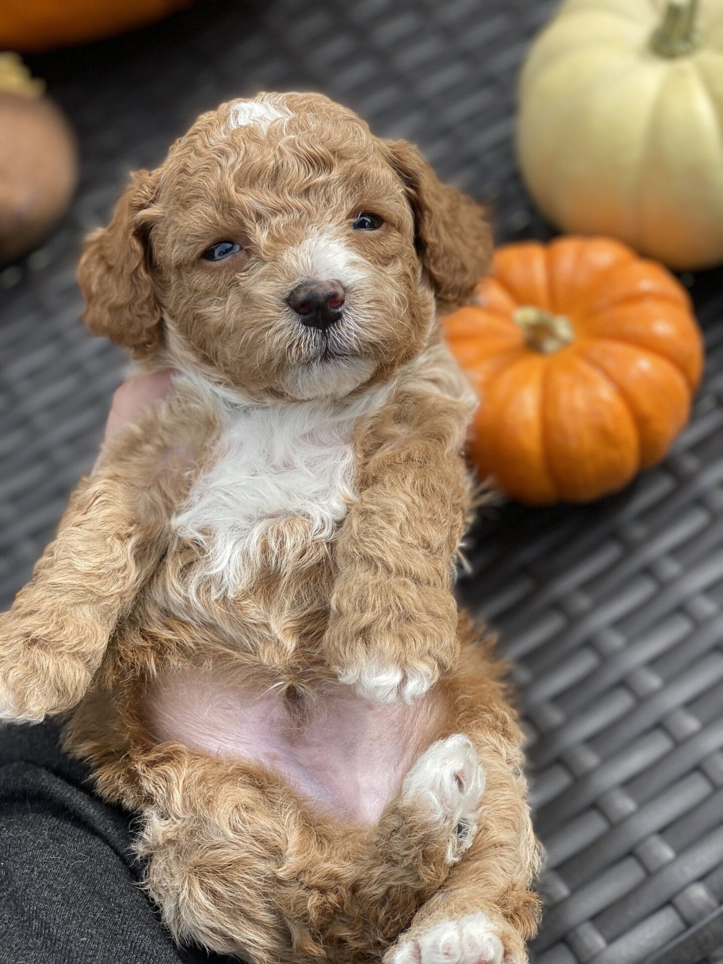 Beetlejuice - Micro Goldendoodle Boy - Image 13