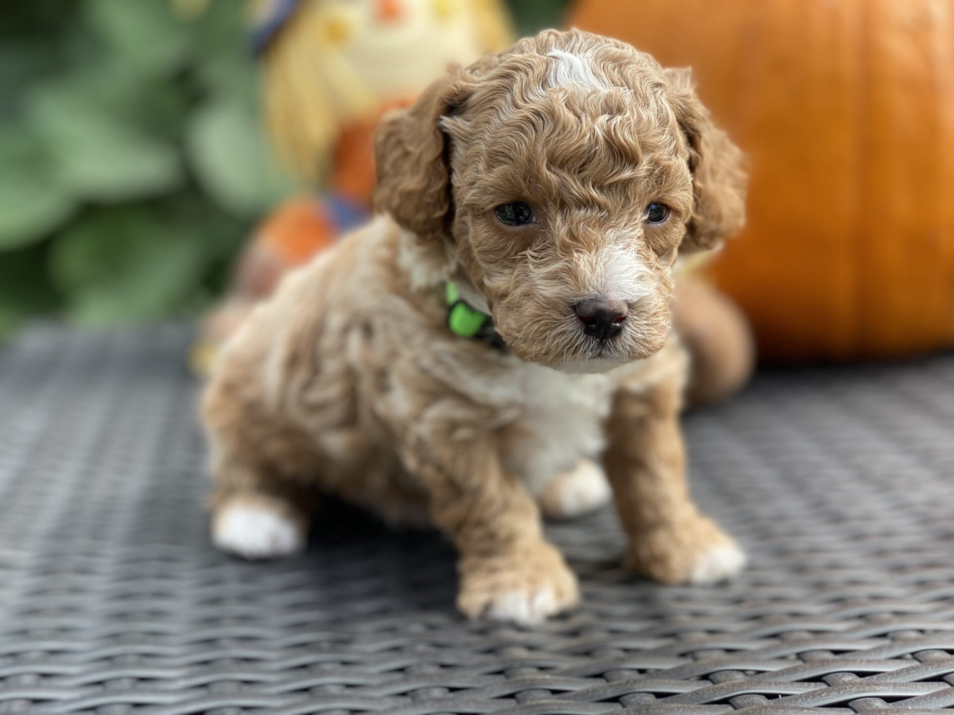 Beetlejuice - Micro Goldendoodle Boy - Image 14