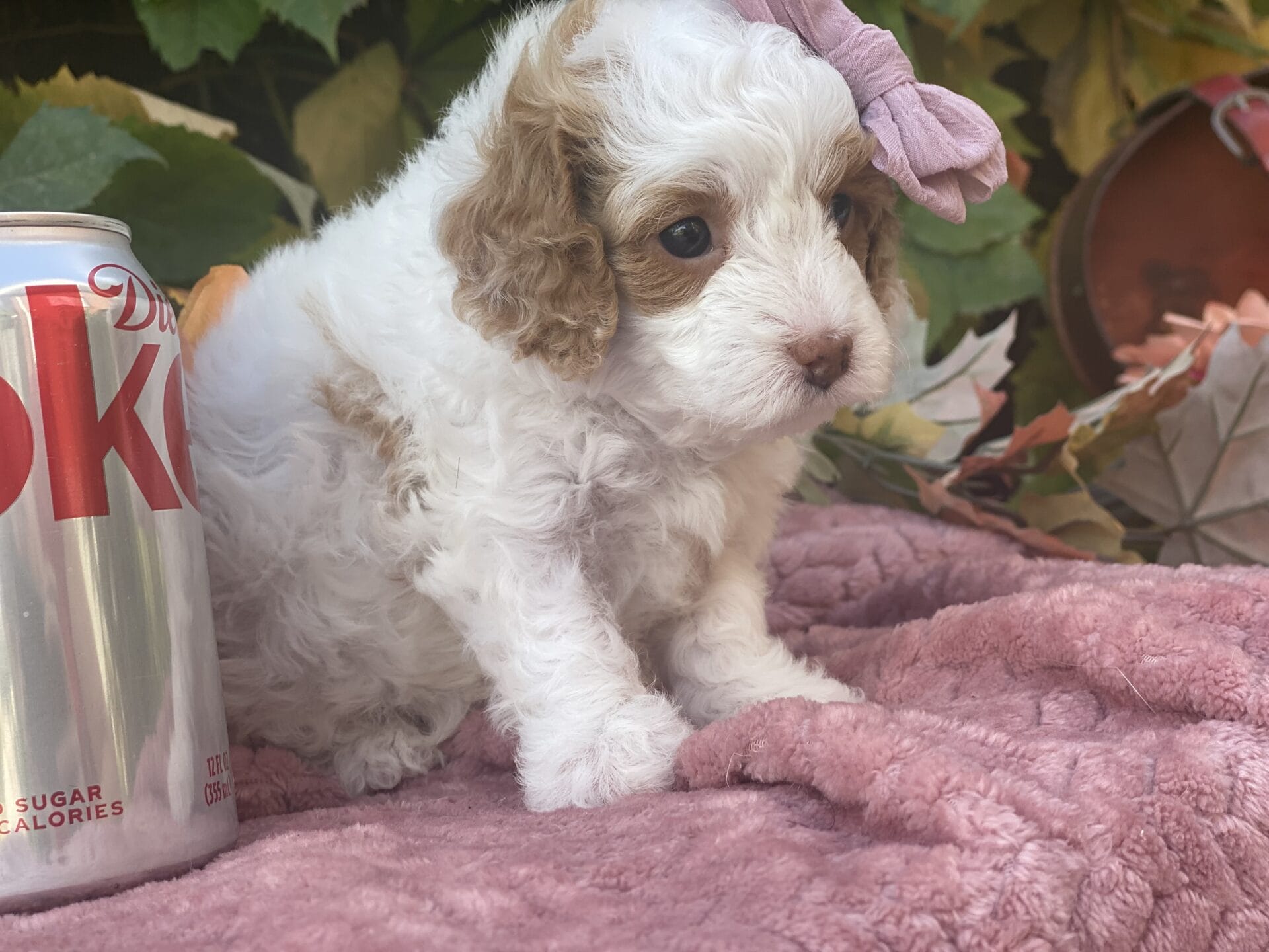 Oakley - Micro Cavapoo Girl - Image 17