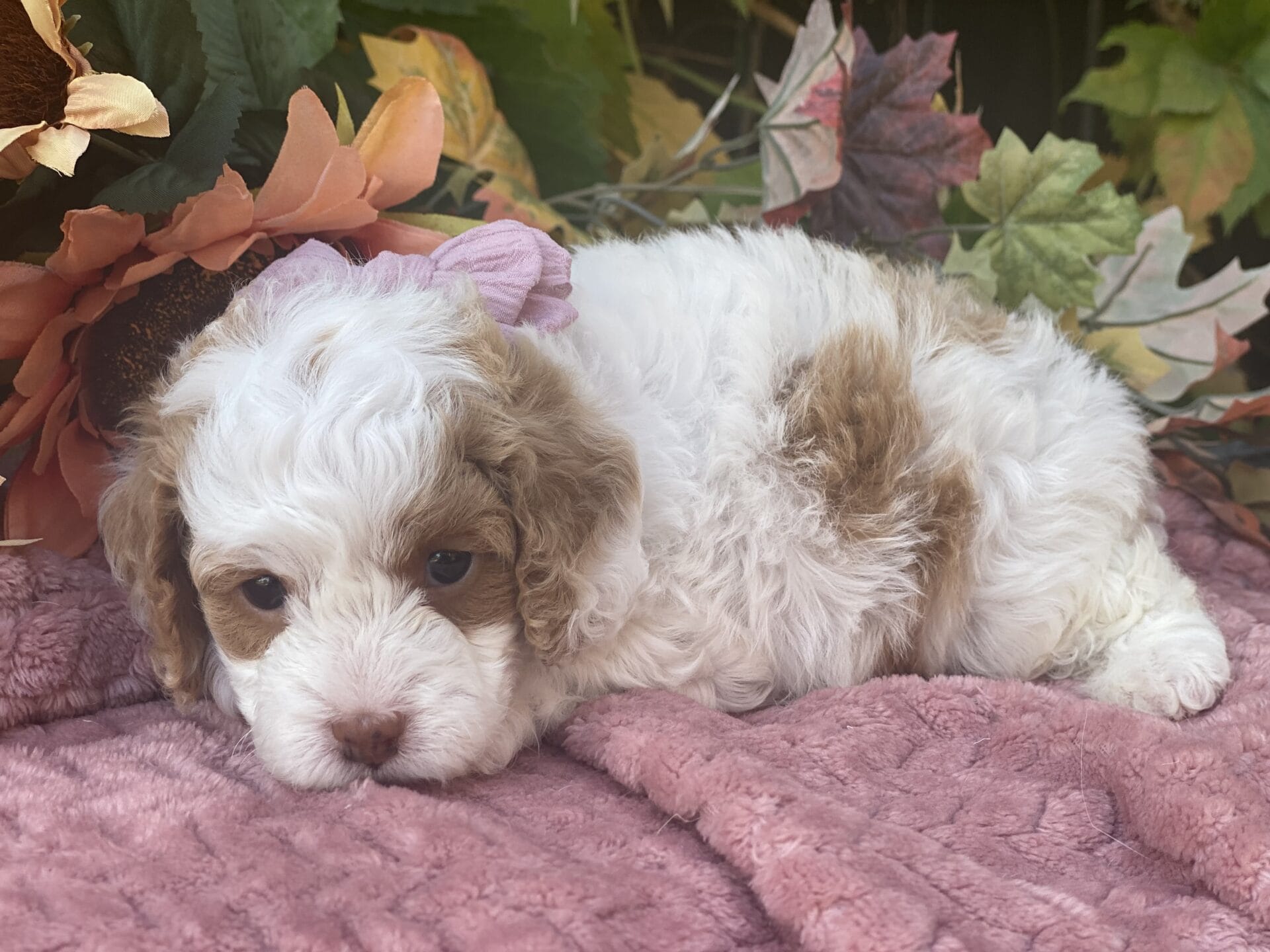 Oakley - Micro Cavapoo Girl - Image 18