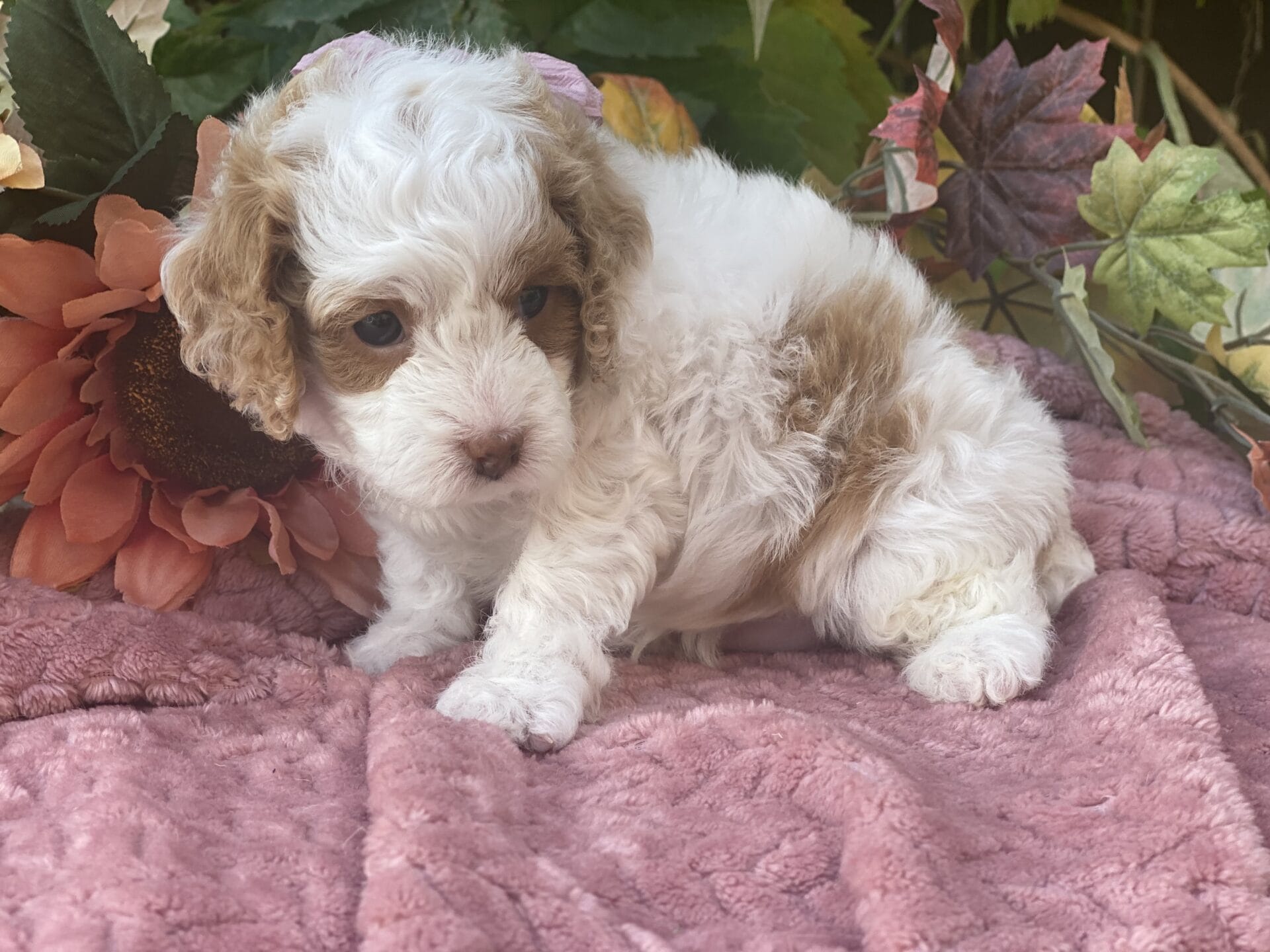 Oakley - Micro Cavapoo Girl - Image 20