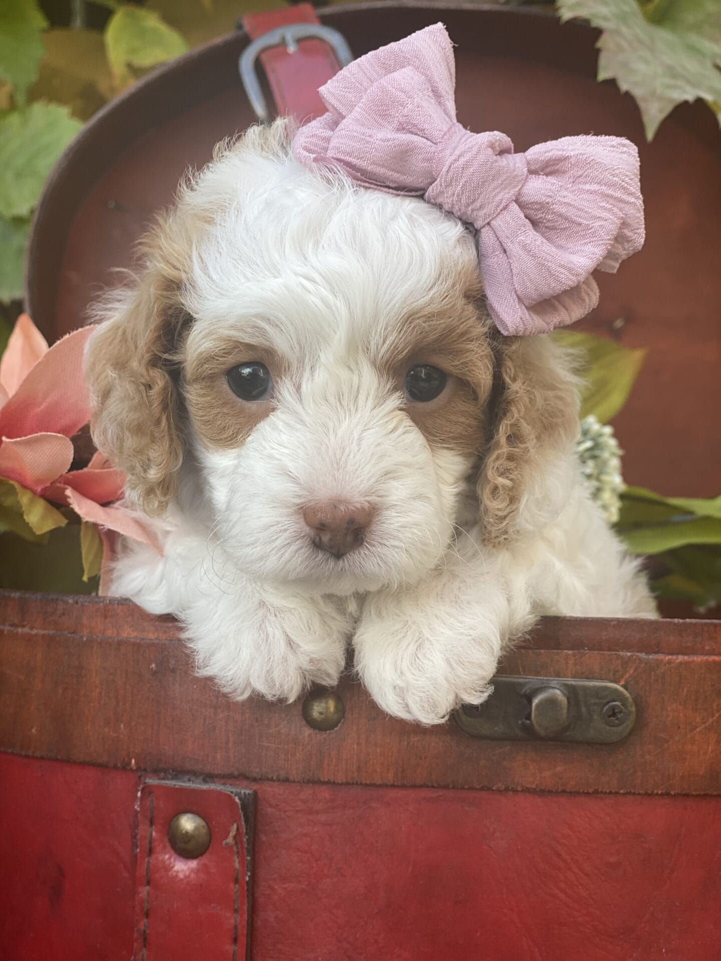 Oakley - Micro Cavapoo Girl