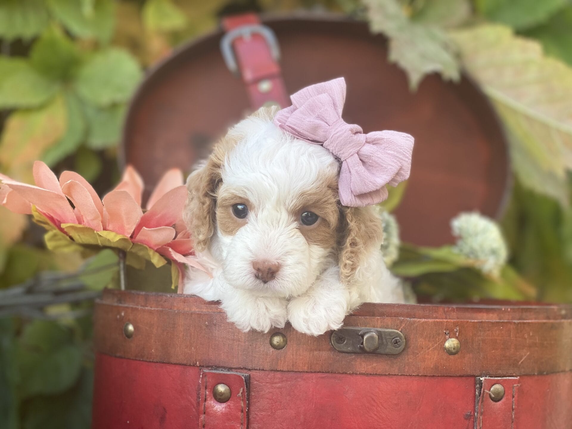 Oakley - Micro Cavapoo Girl - Image 19