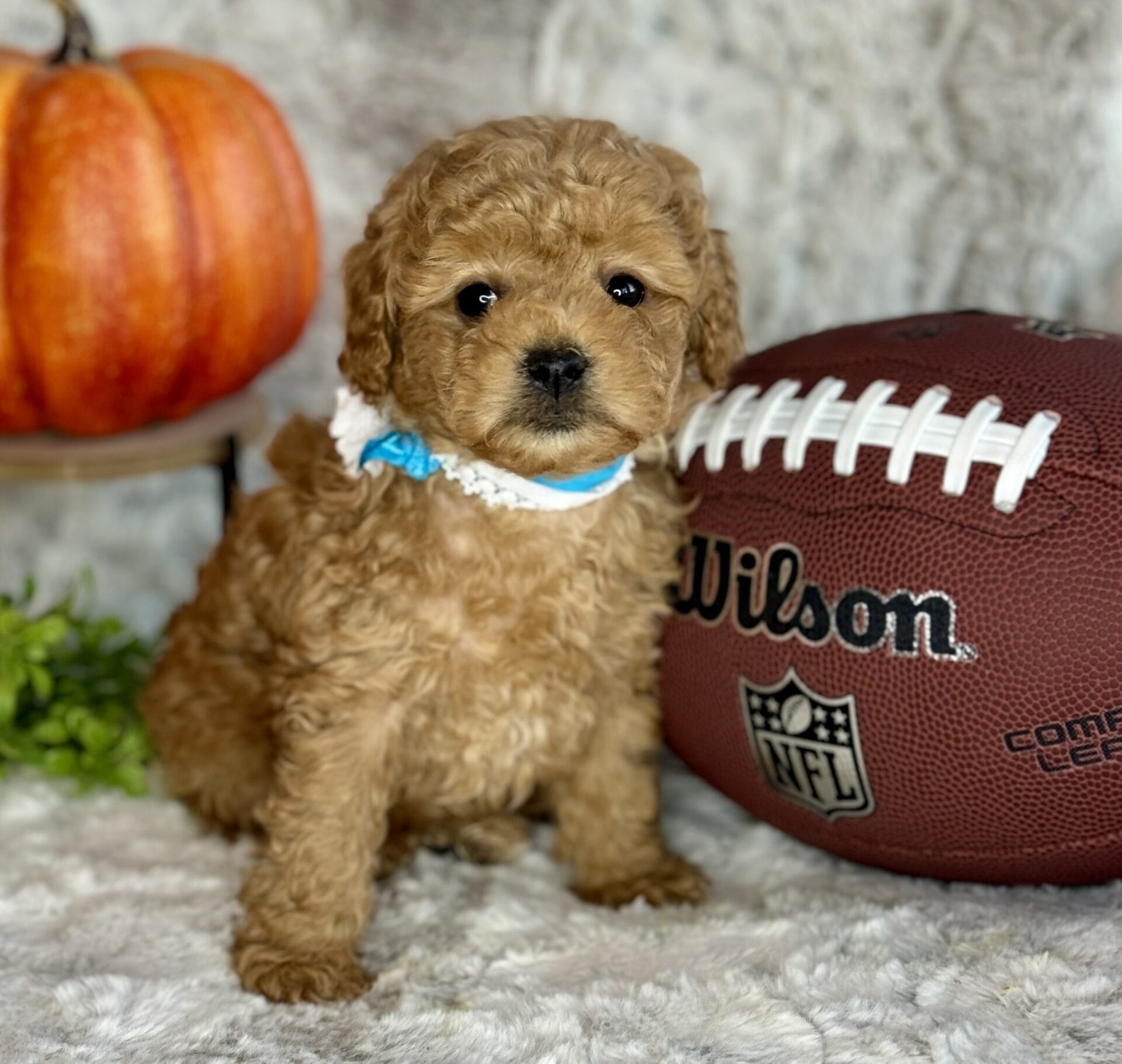 Latte - Micro Goldendoodle Girl - Image 20