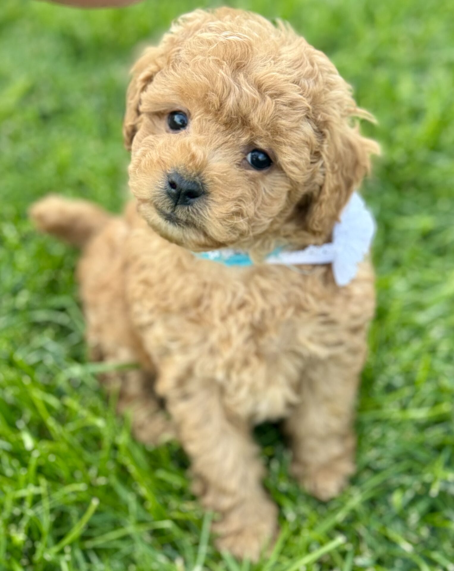 Latte - Micro Goldendoodle Girl
