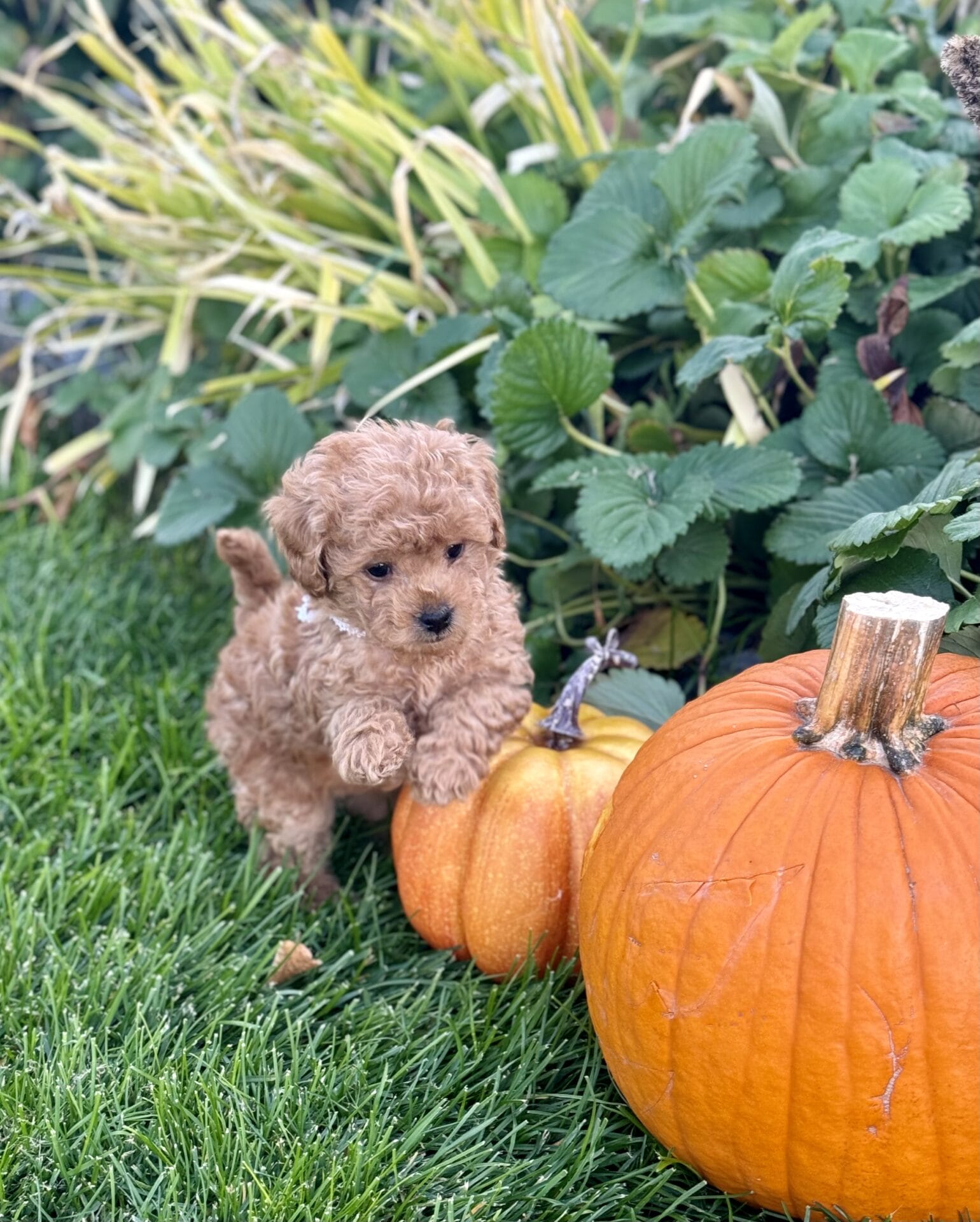 Latte - Micro Goldendoodle Girl - Image 22