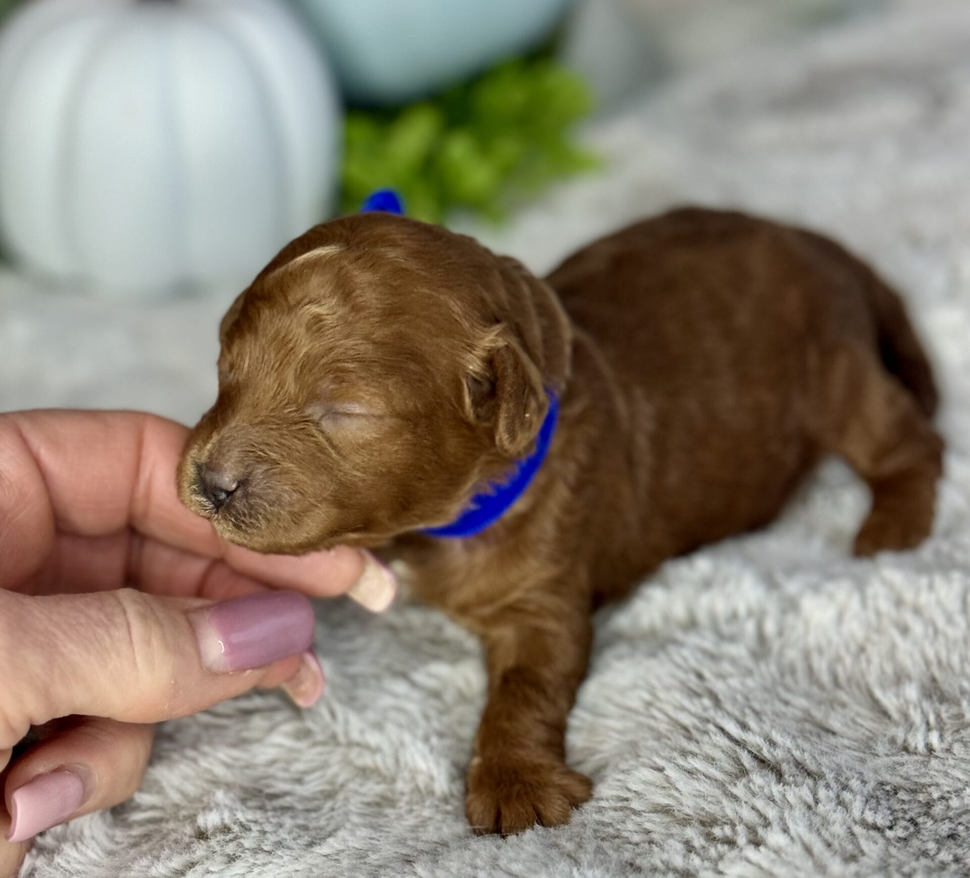 Comet - Micro Goldendoodle Boy - Image 4