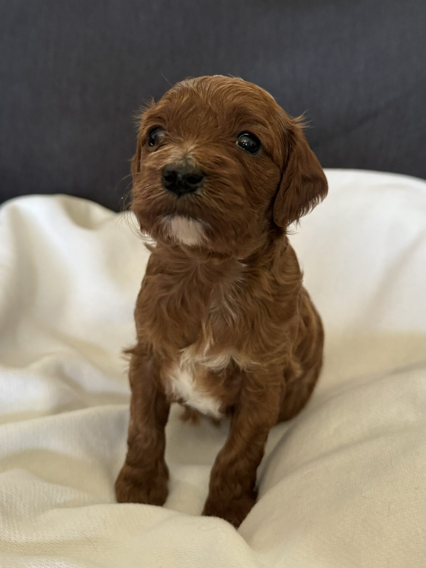 Peanut - Micro Goldendoodle Girl - Image 4