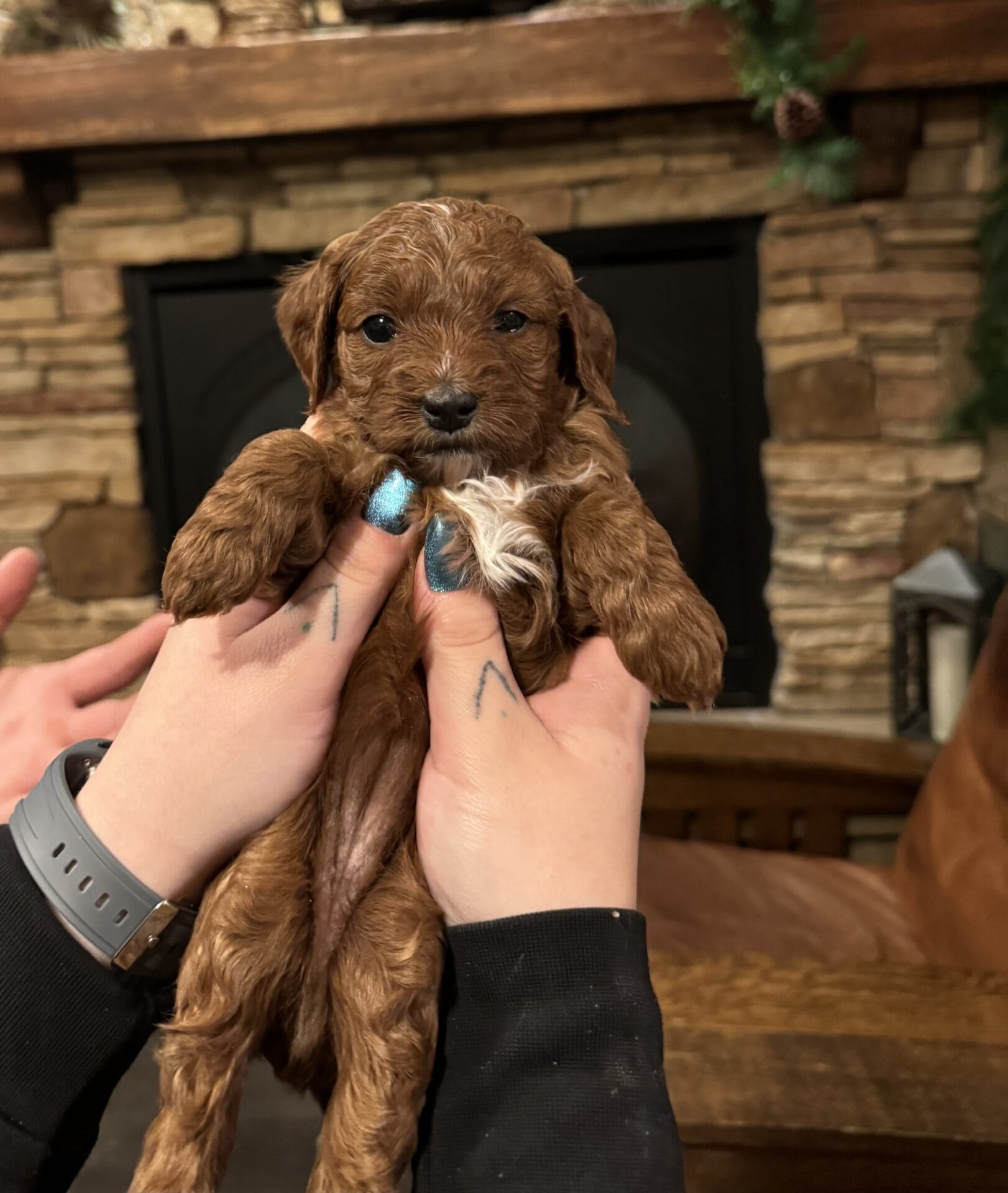 Peanut - Micro Goldendoodle Girl - Image 7