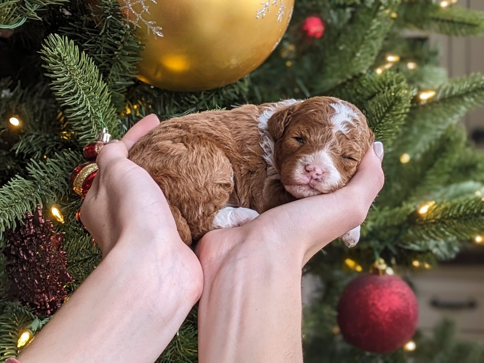Oakley - Micro Goldendoodle Girl - Image 11