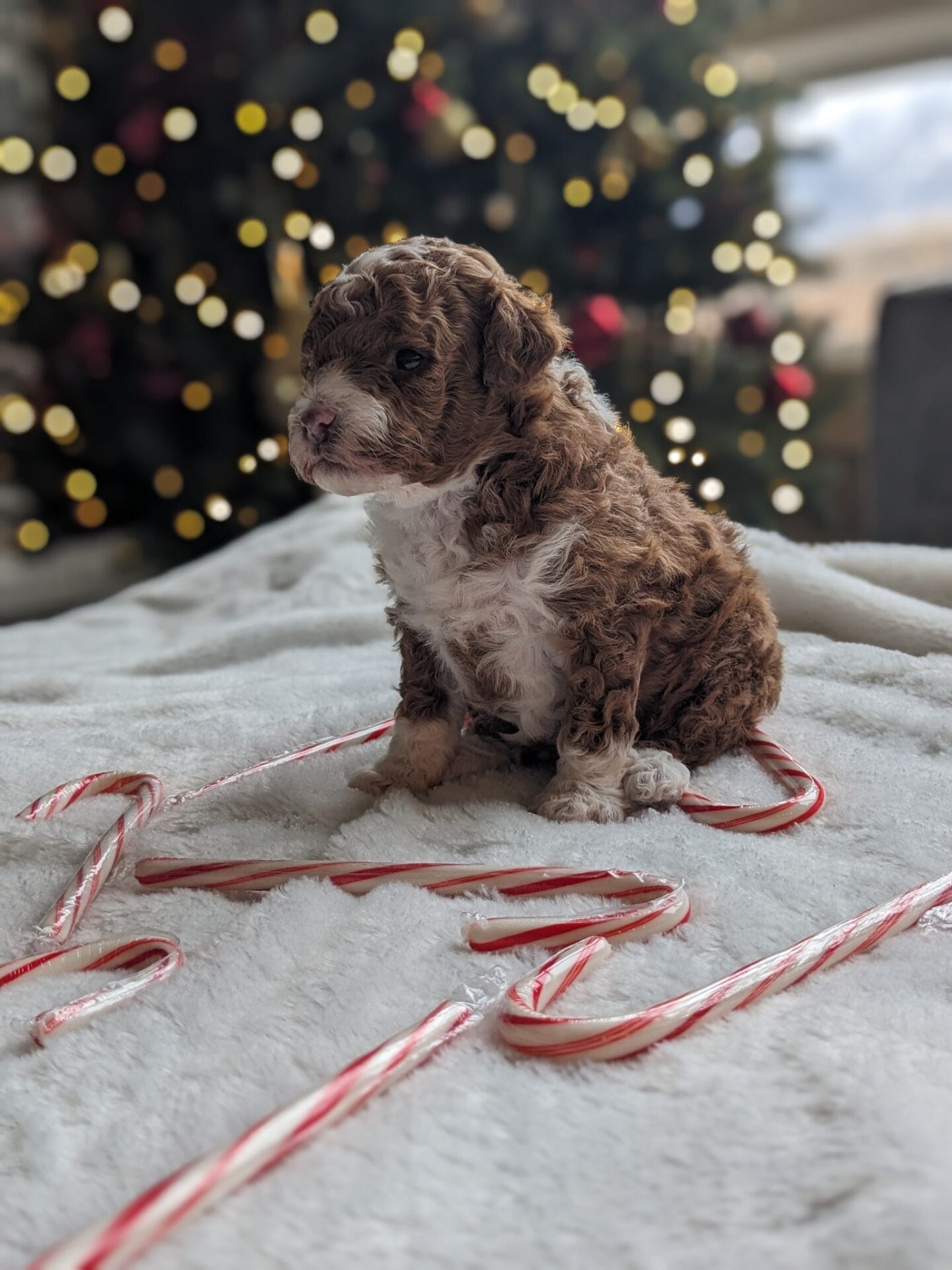 Oakley - Micro Goldendoodle Girl - Image 2
