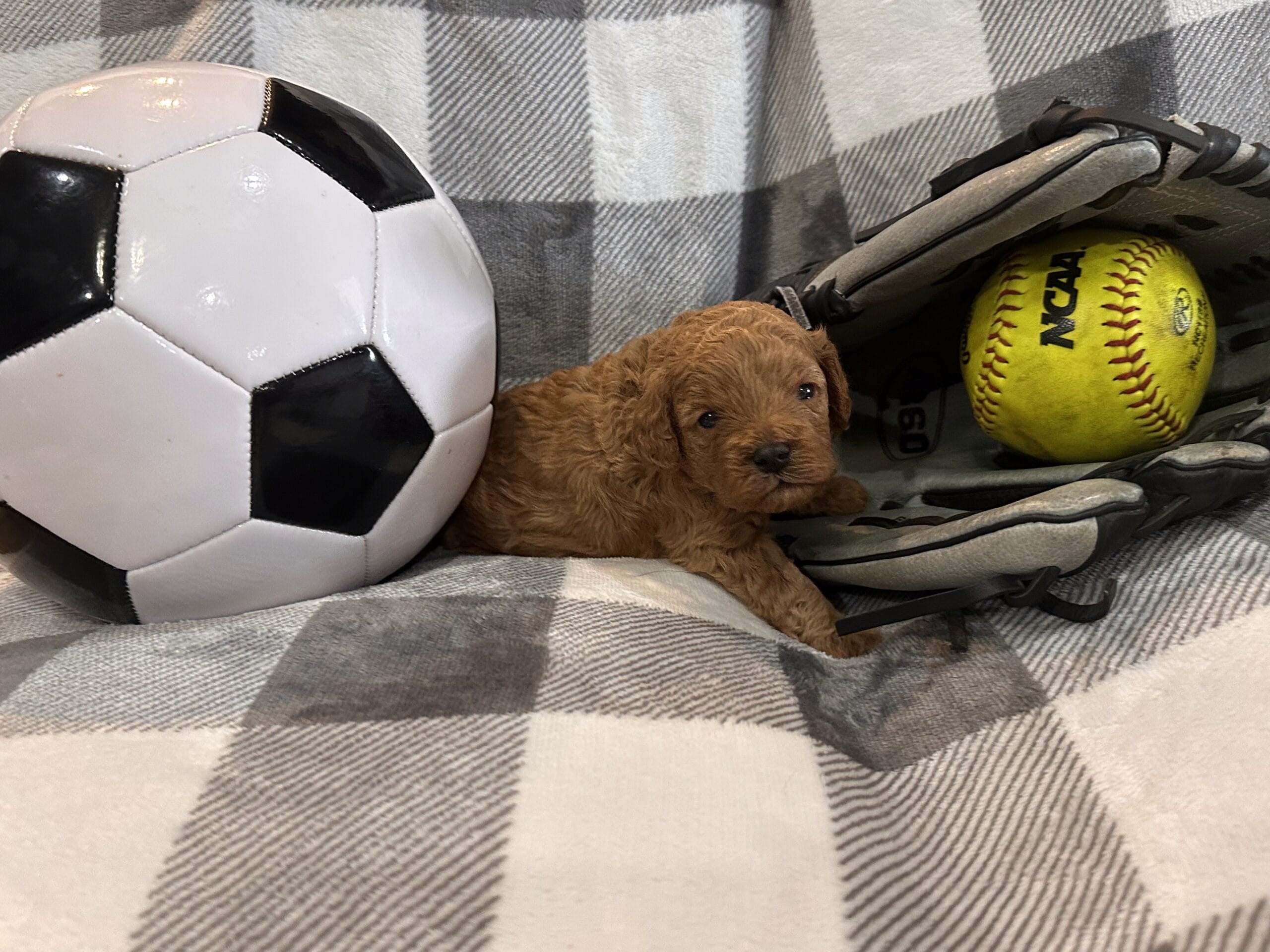 Sid - F1B Toy Cavapoo Boy - Image 4