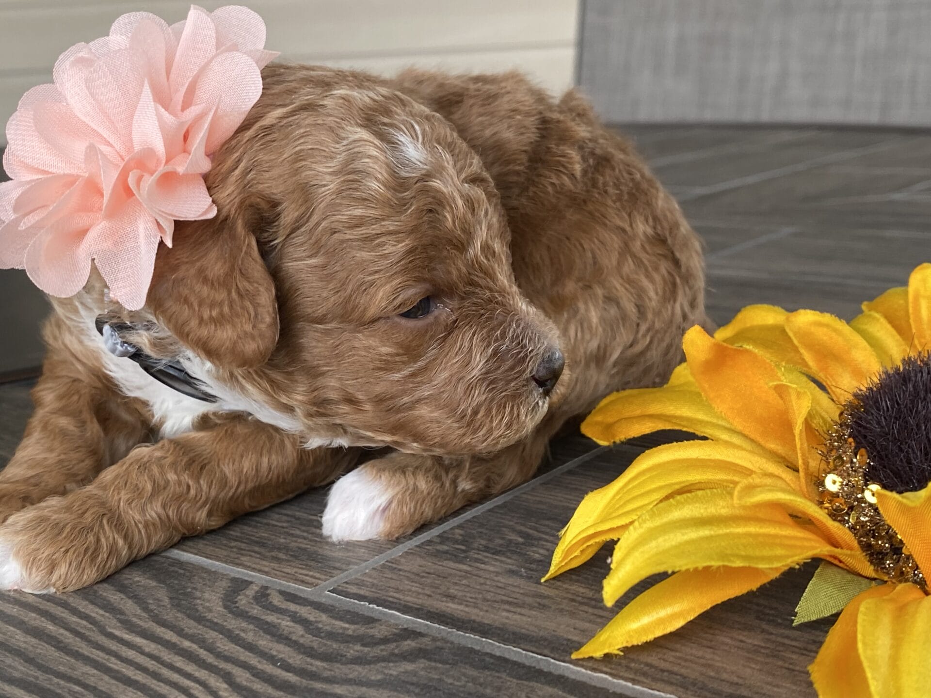 Dimple - Micro Goldendoodle Girl - Image 14