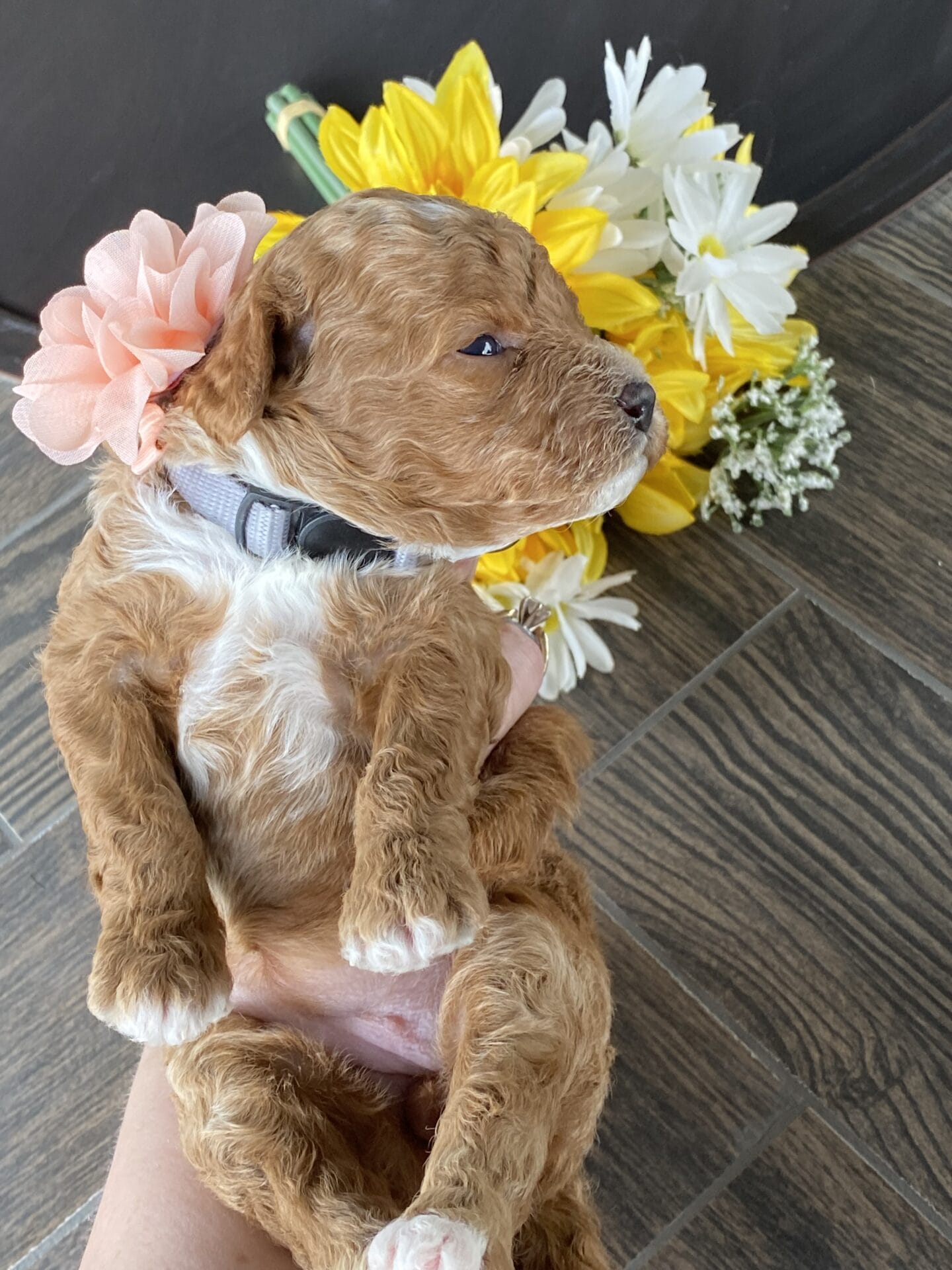 Dimple - Micro Goldendoodle Girl - Image 16
