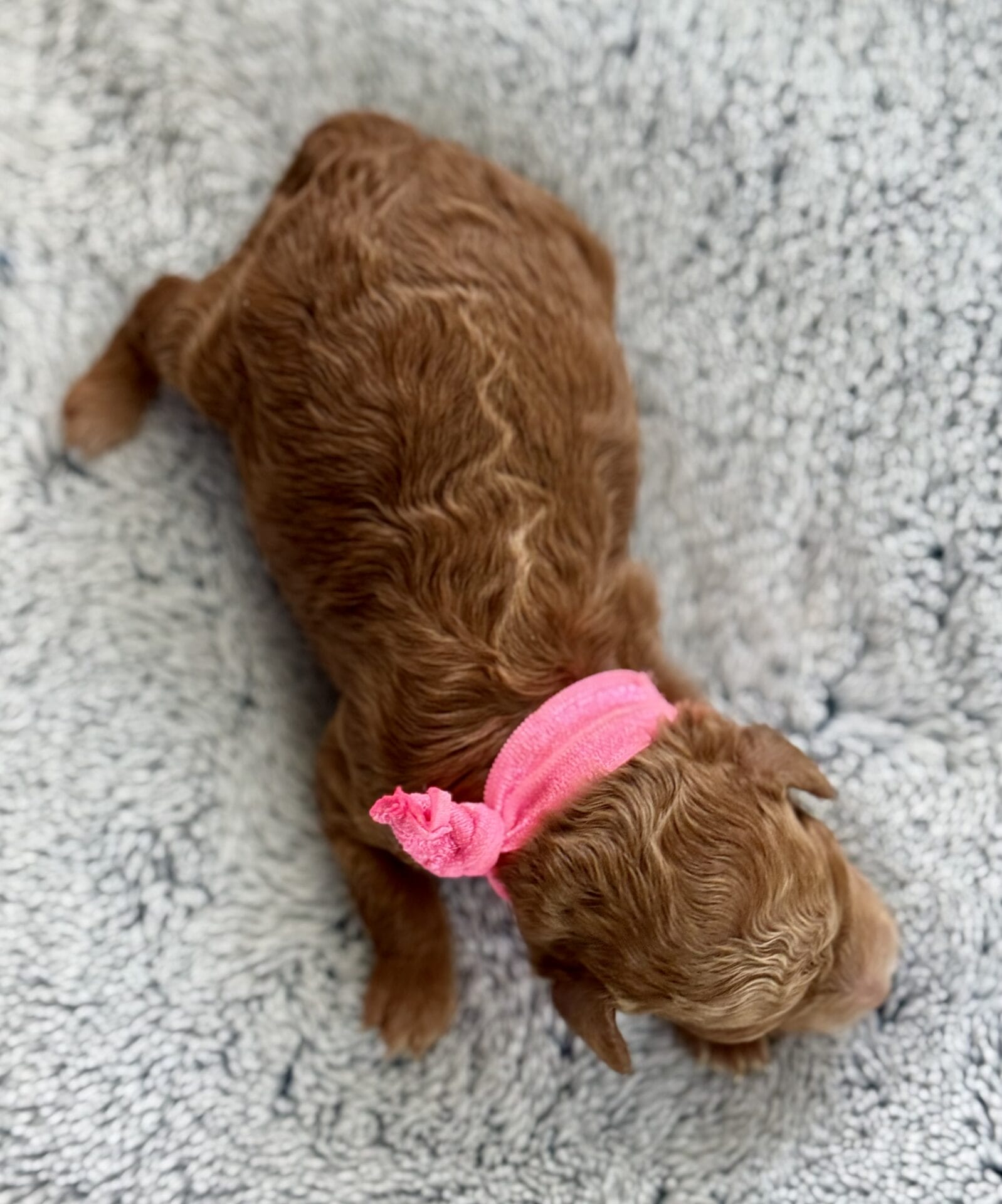 Spring - Micro Labradoodle Girl - Image 11