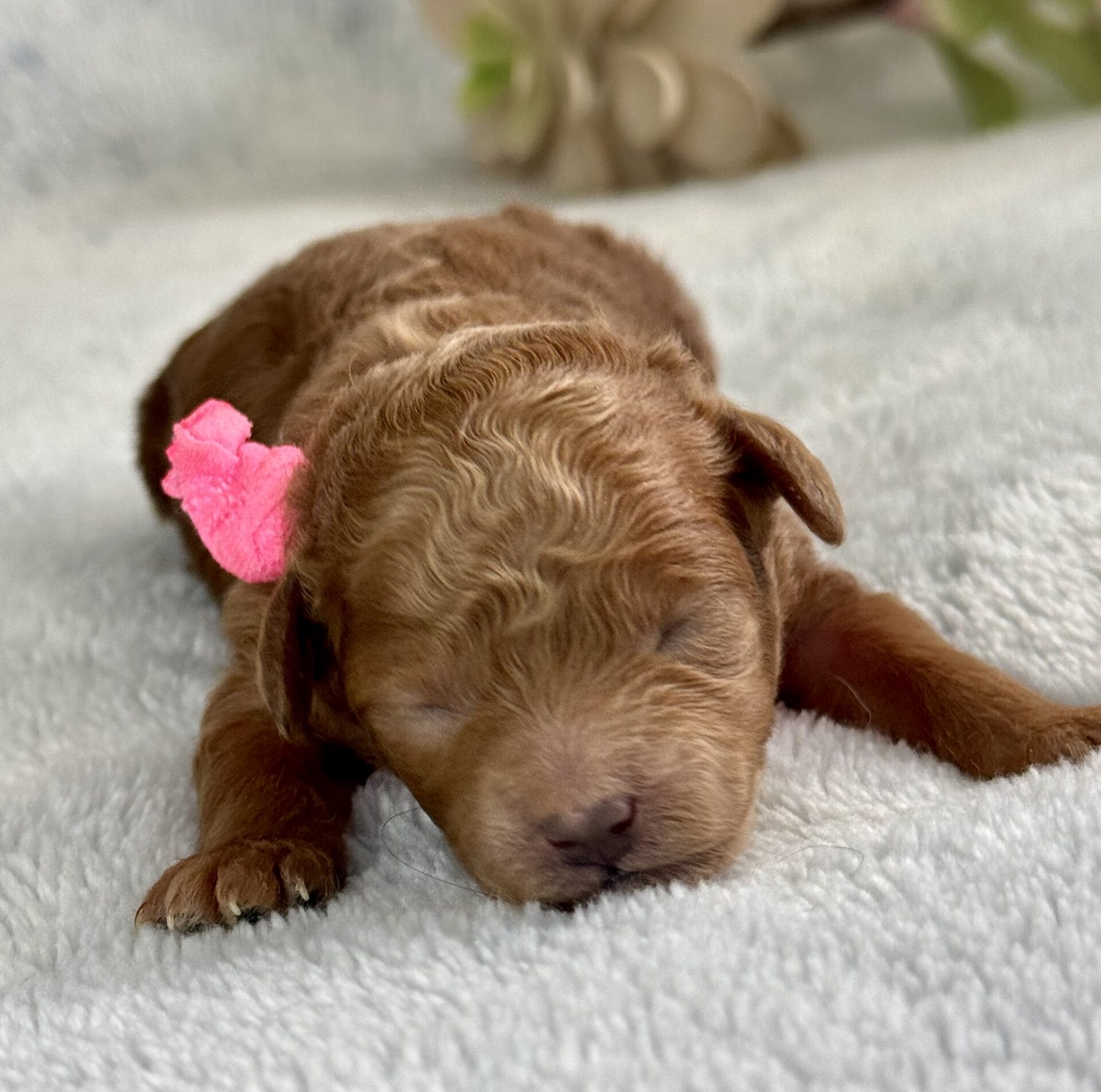 Spring - Micro Labradoodle Girl - Image 12