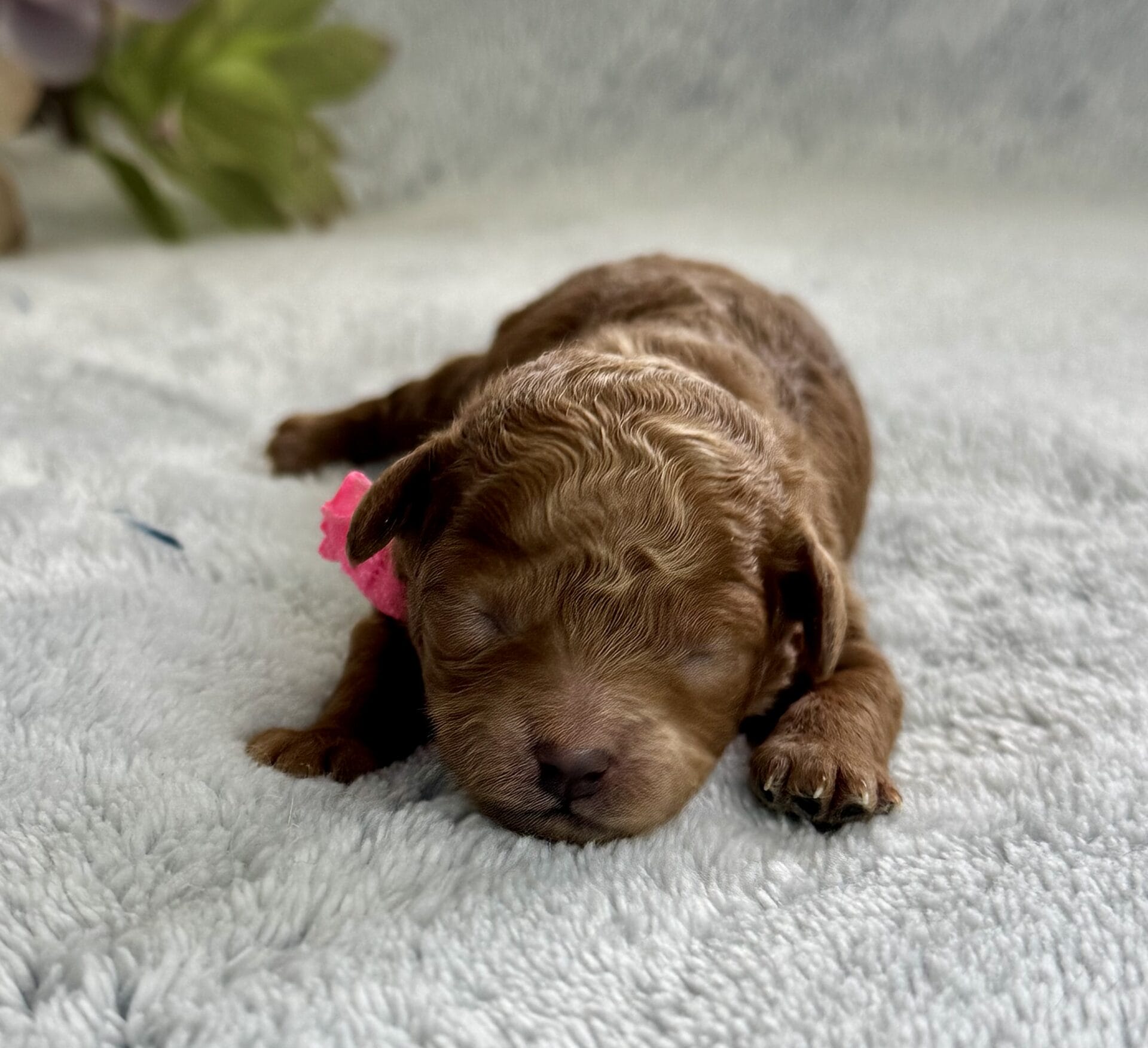 Spring - Micro Labradoodle Girl - Image 13