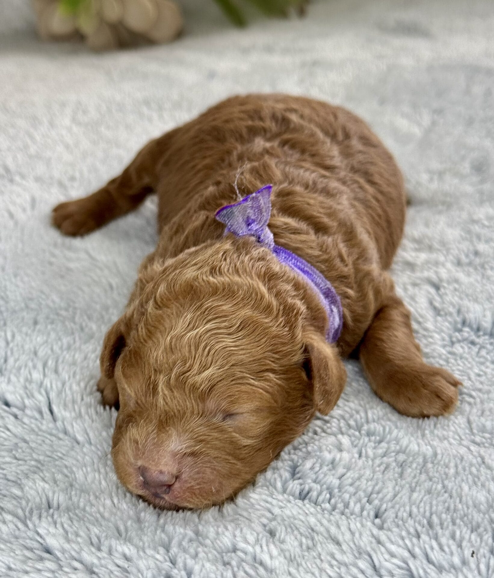 Forrest - Teacup Labradoodle Boy - Image 15