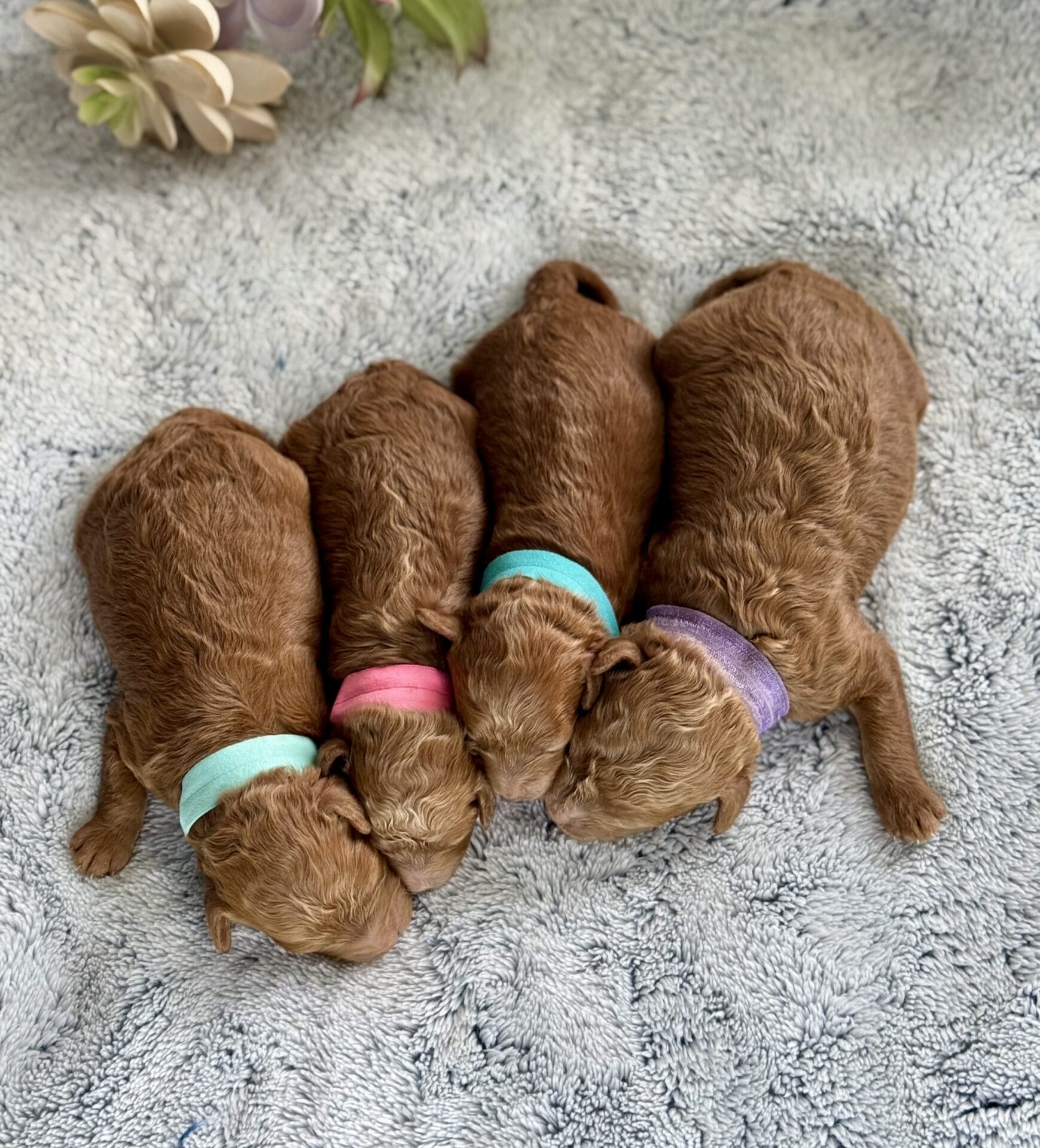 Spring - Micro Labradoodle Girl - Image 9