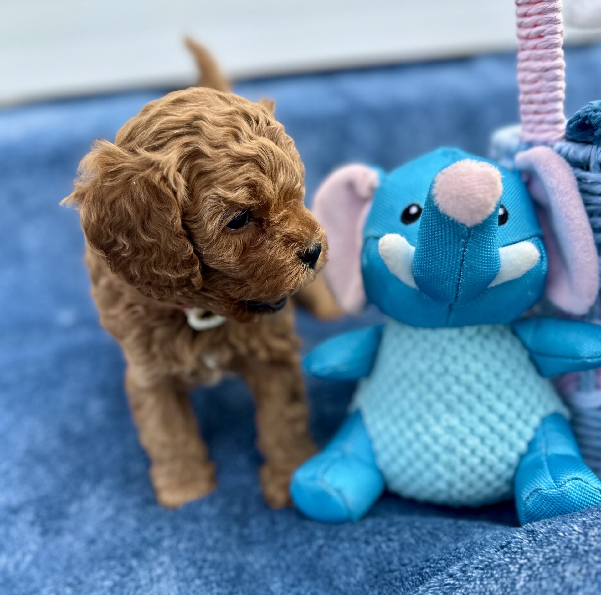 Sid - F1B Toy Cavapoo Boy