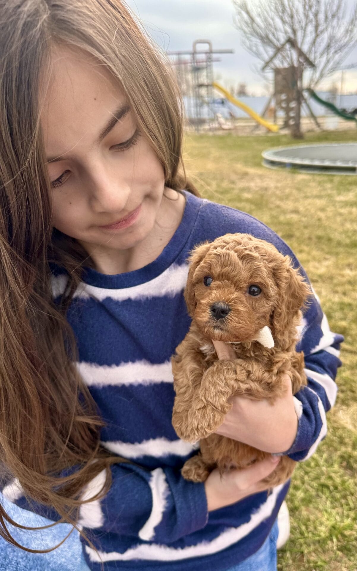 Sid - F1B Toy Cavapoo Boy - Image 7
