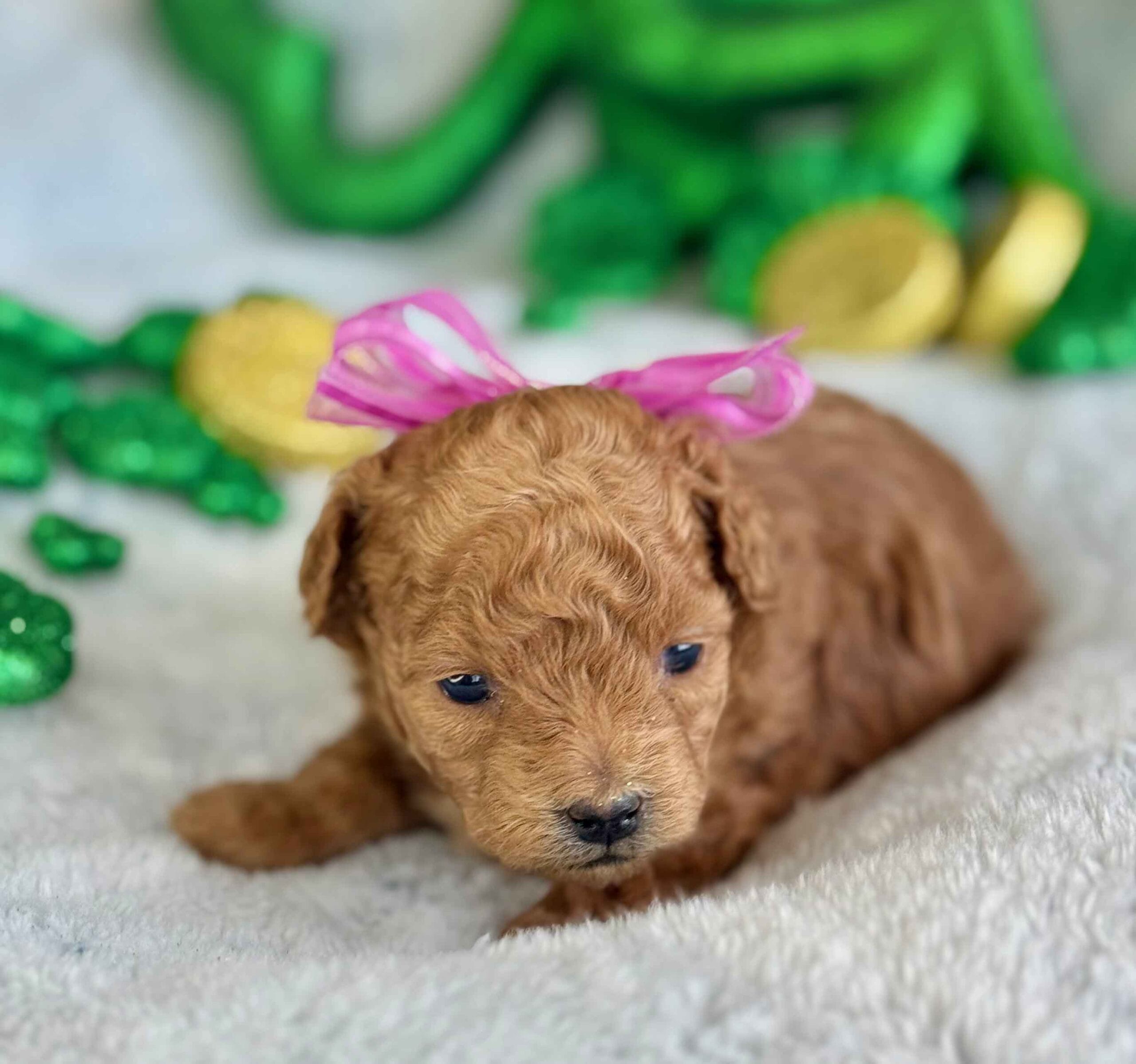 Spring - Micro Labradoodle Girl - Image 7