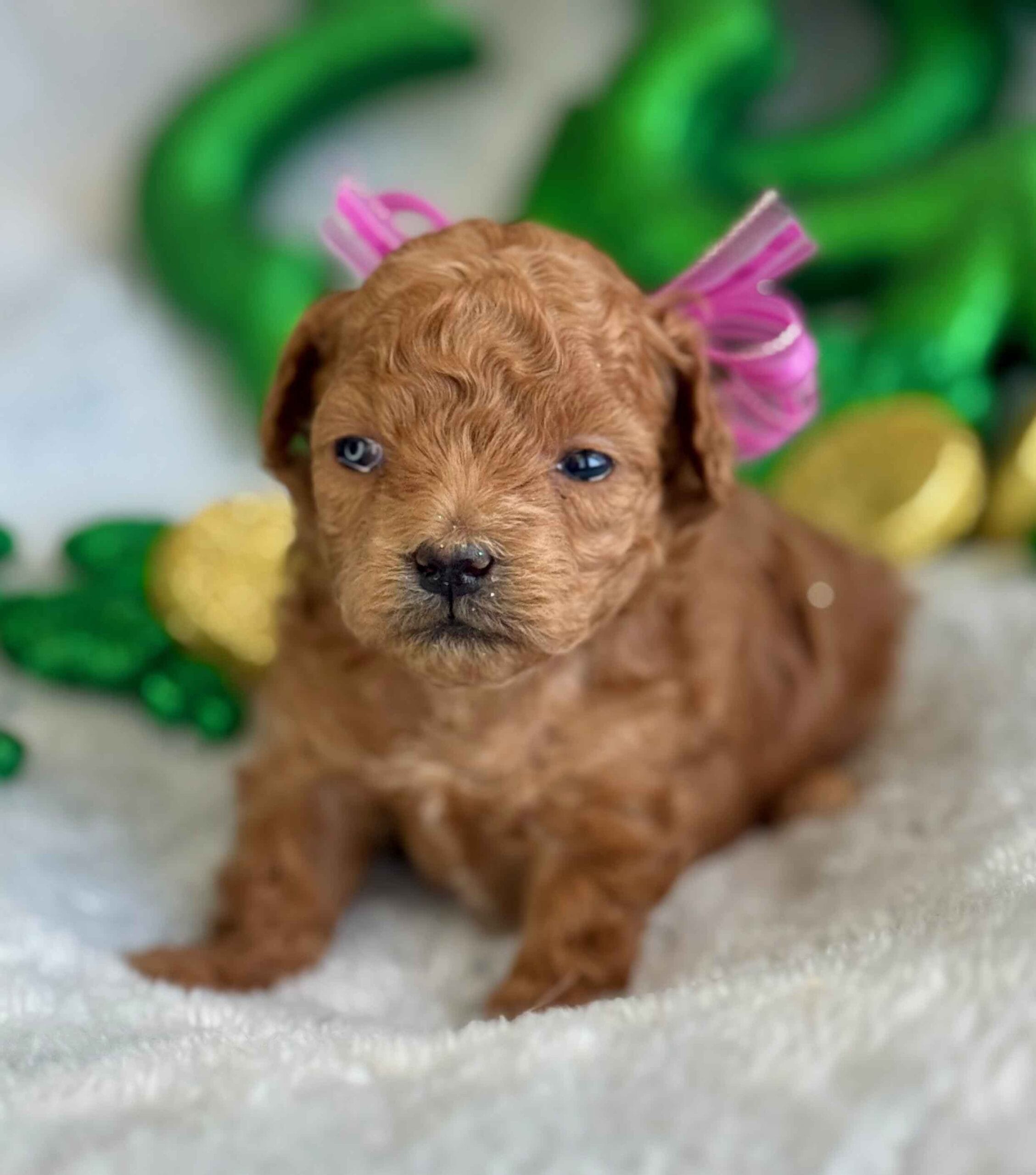 Spring - Micro Labradoodle Girl - Image 4