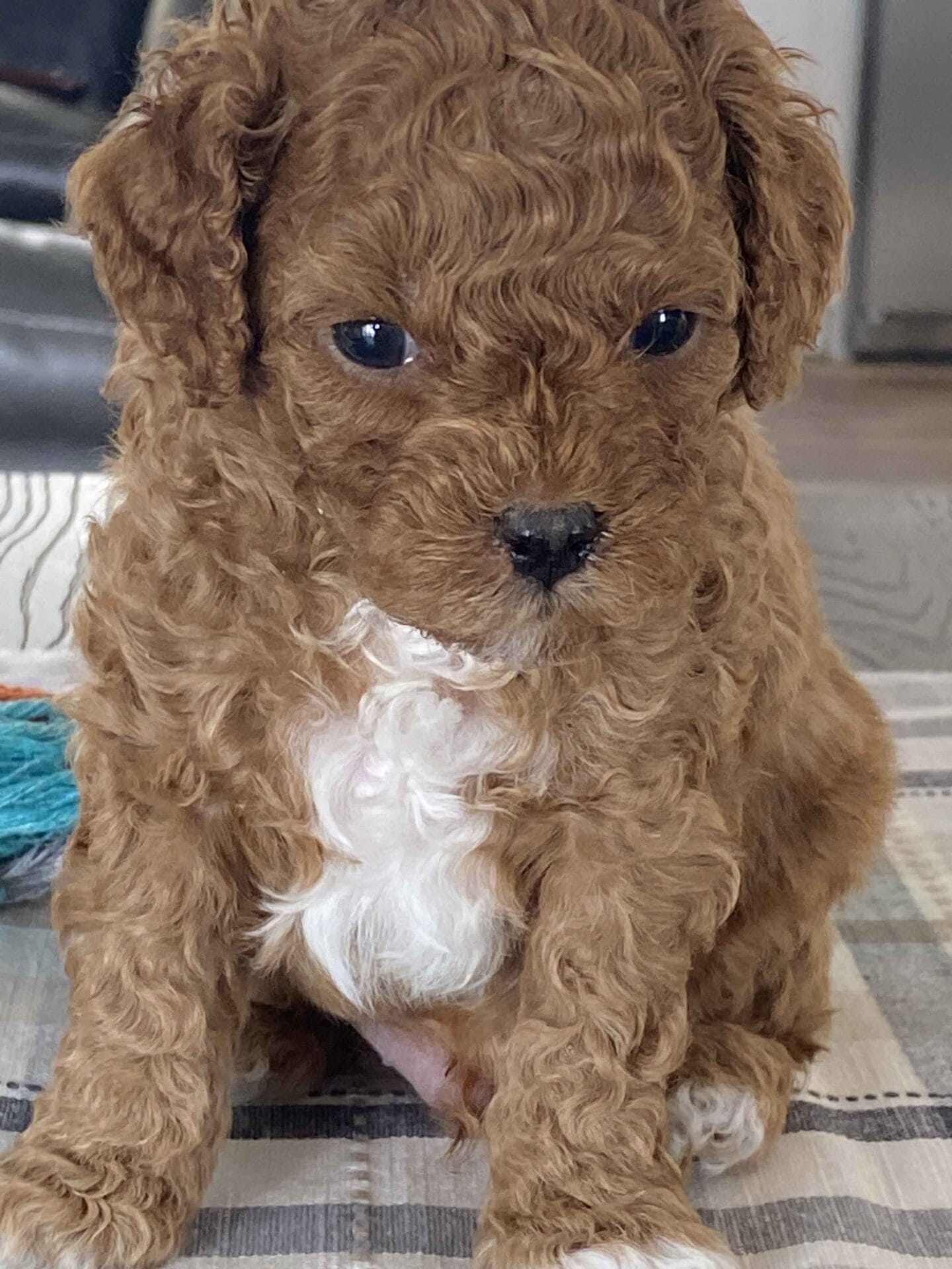 Bean - Micro Labradoodle Boy - Image 14