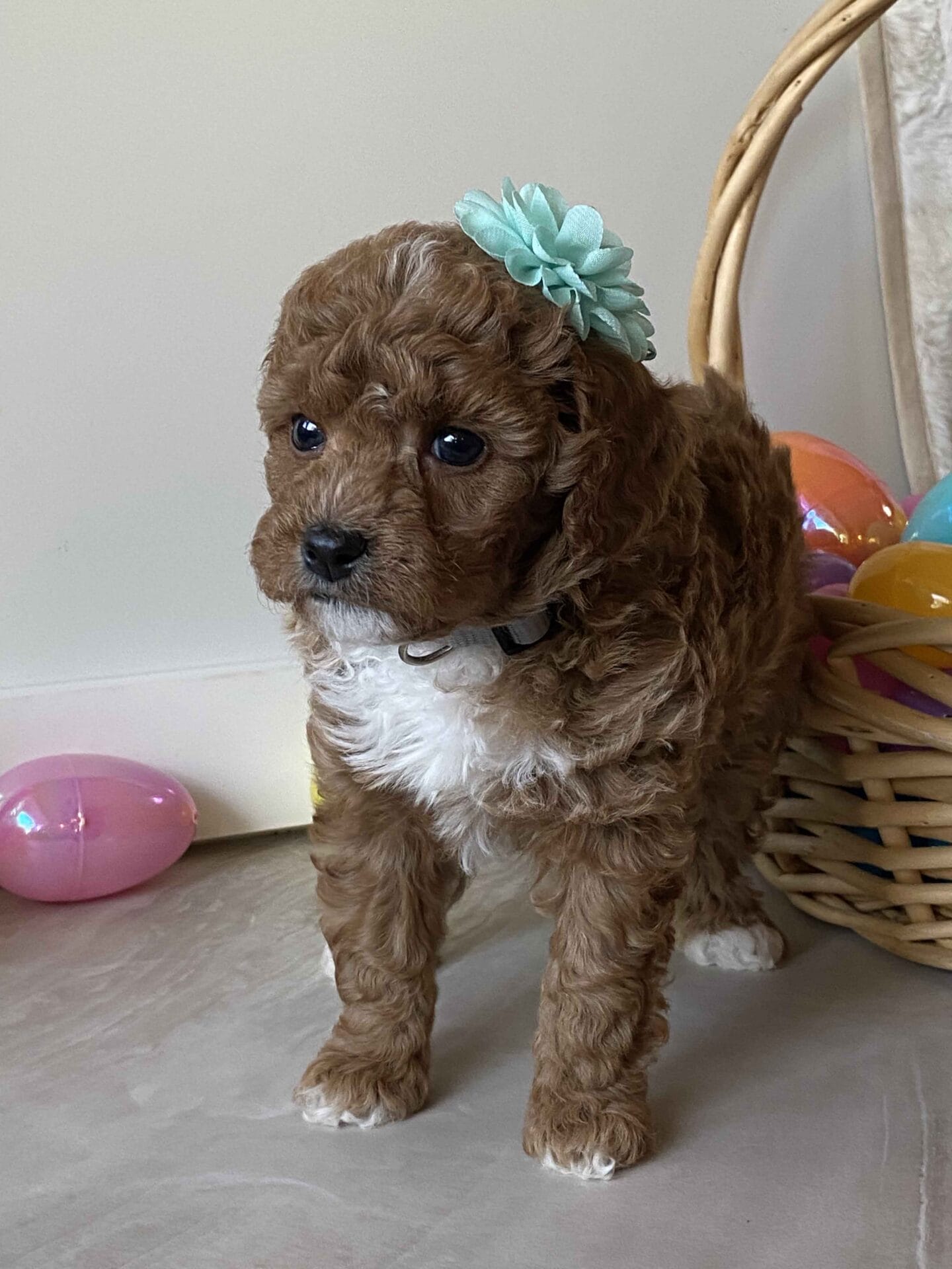 Dimple - Micro Goldendoodle Girl - Image 21