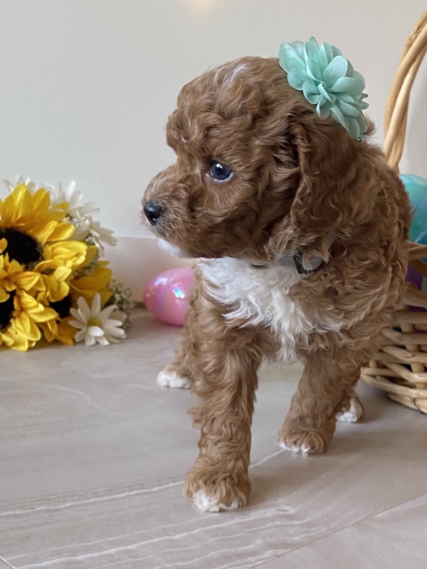Dimple - Micro Goldendoodle Girl - Image 18